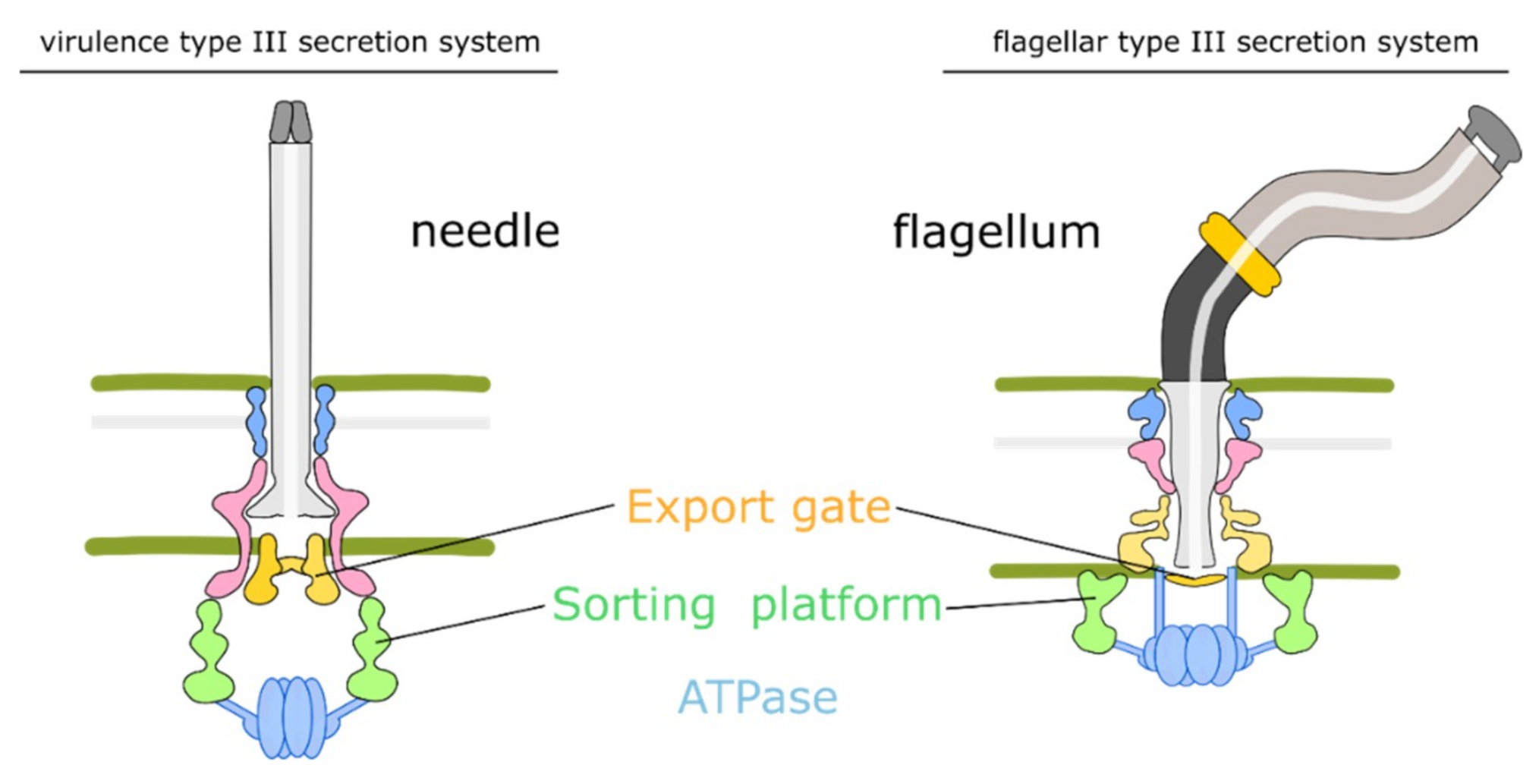 Biomolecules 10 01528 g002