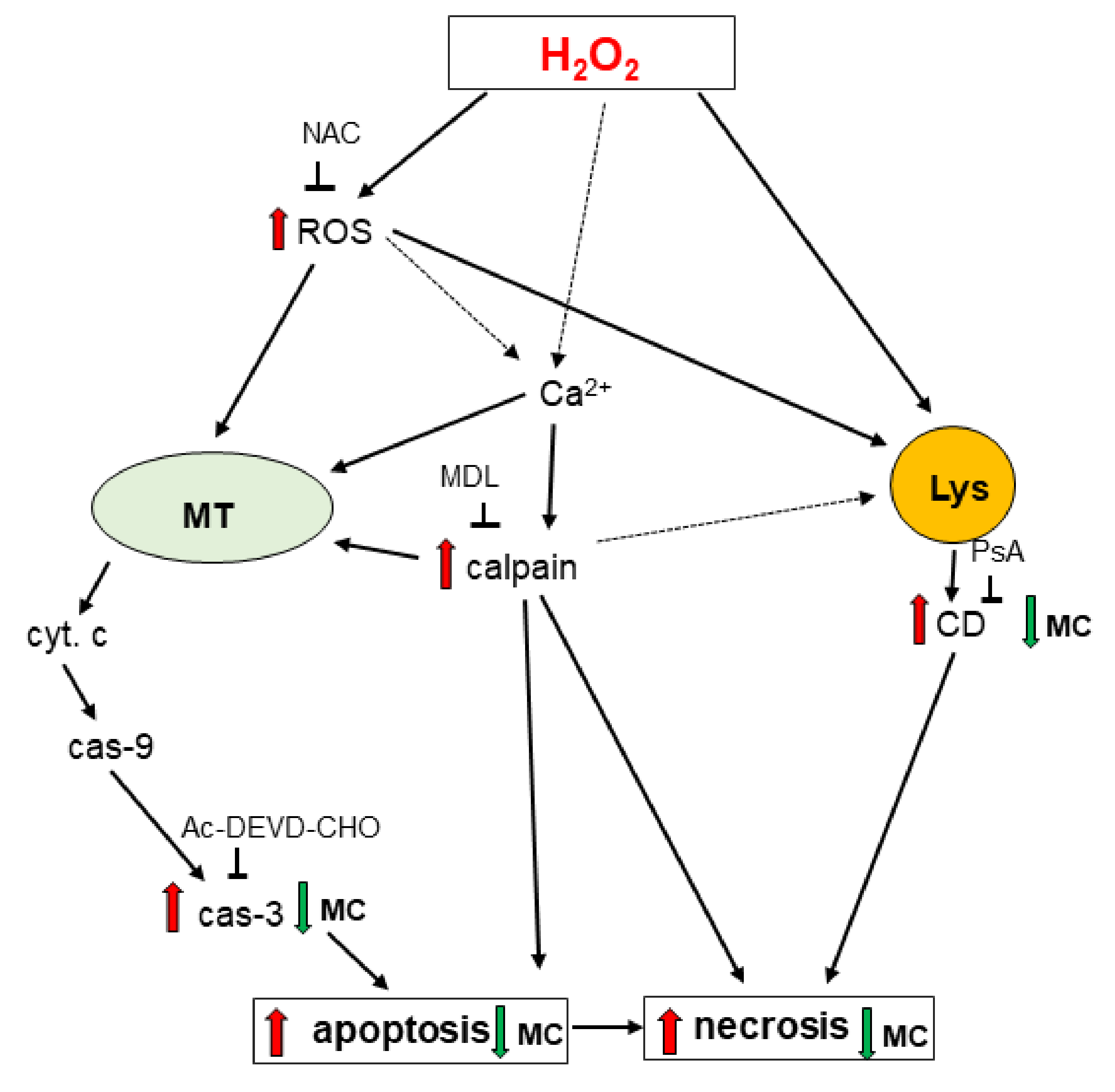 Biomolecules 10 01530 g012 Biomolecules 10 01530 g012