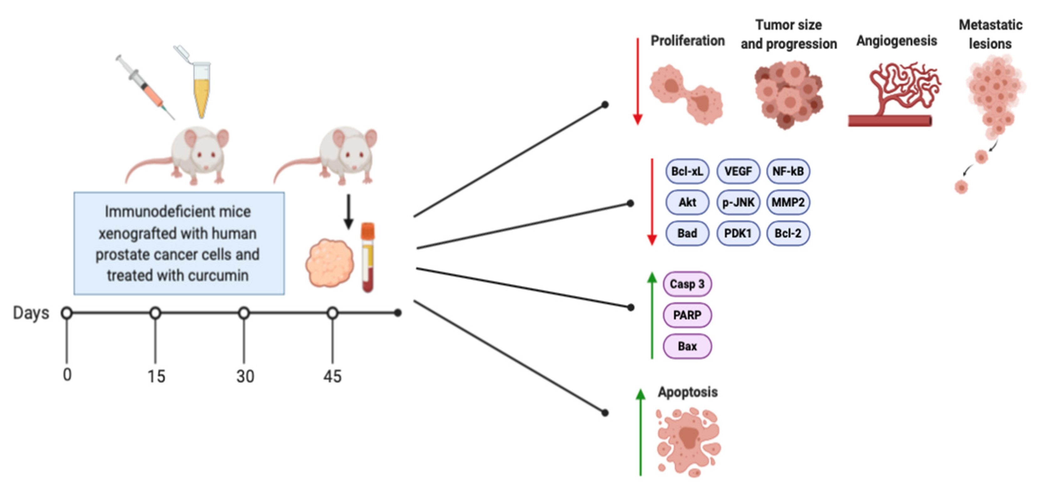 lidase 64 prostatitis