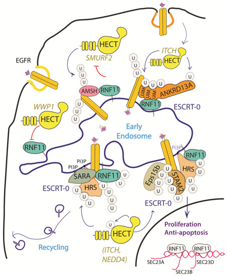 Biomolecules 10 01538 g003 550