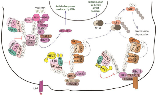 Biomolecules 10 01538 g004 550