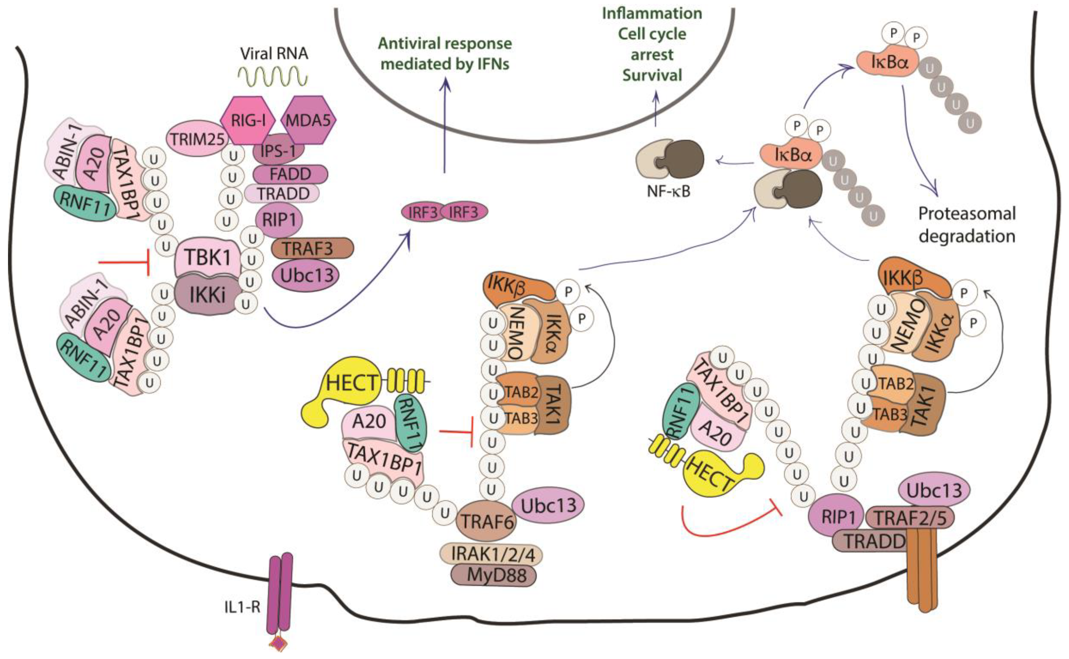 Biomolecules 10 01538 g004