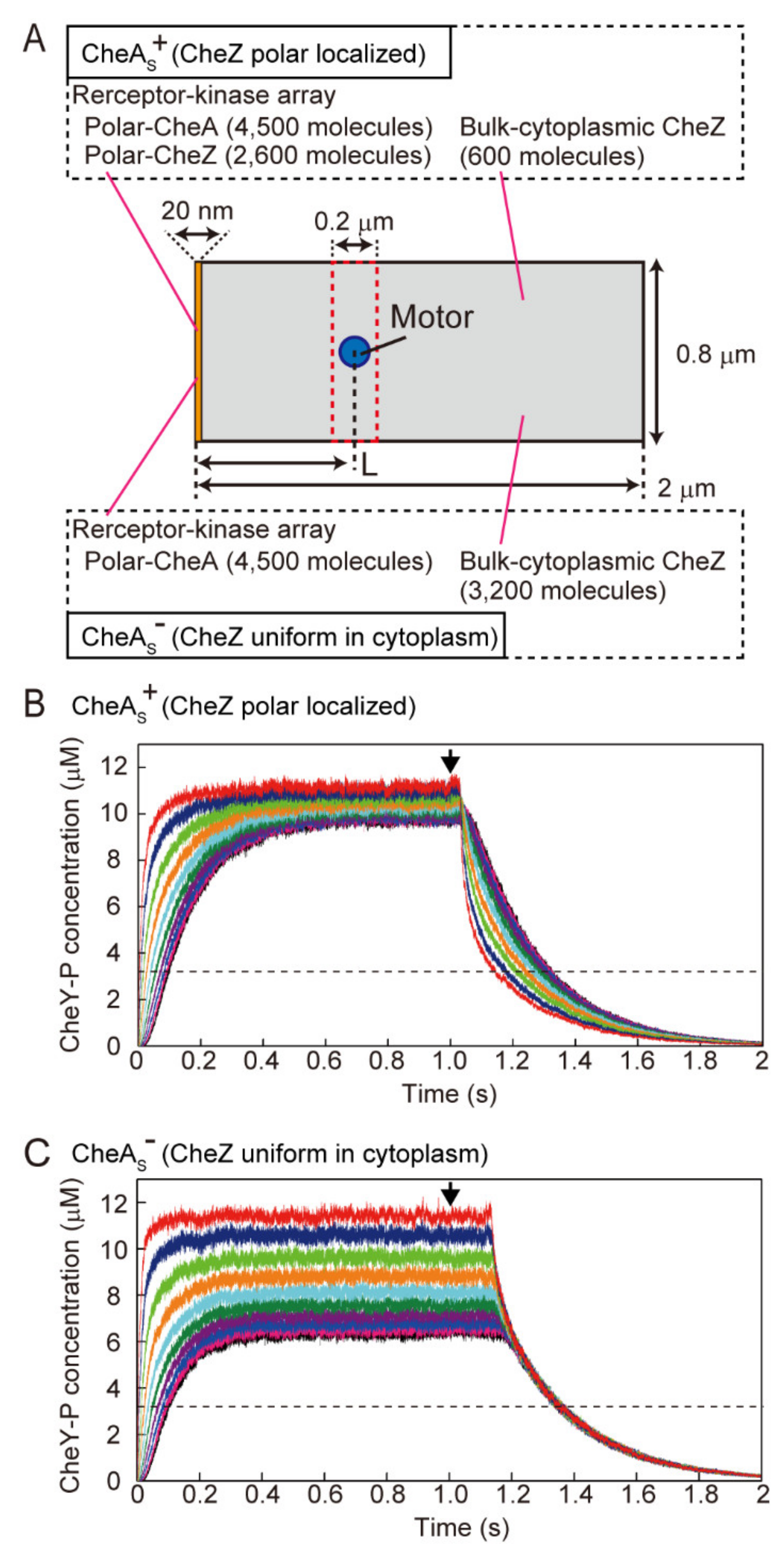 Biomolecules 10 01544 g005