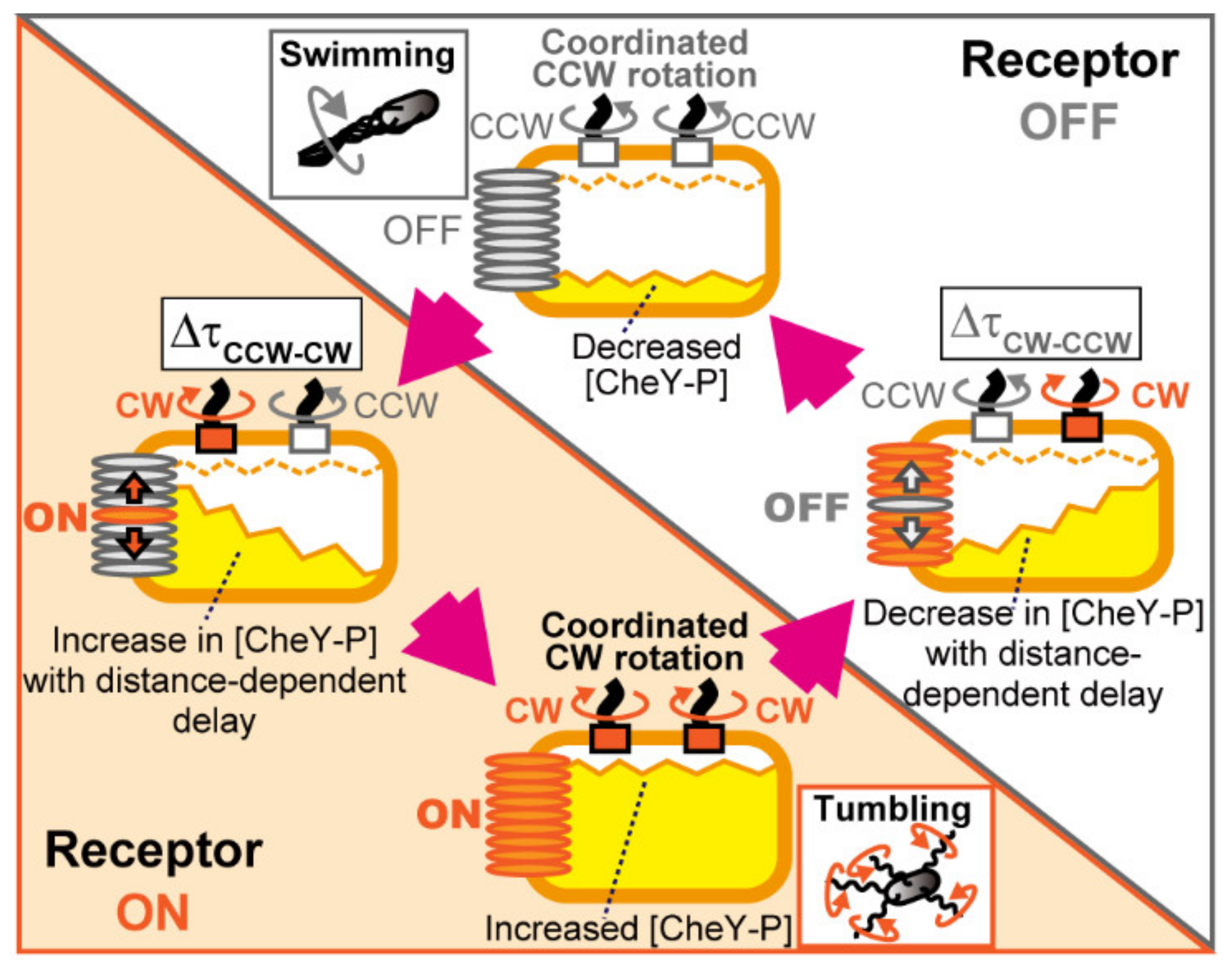 Biomolecules 10 01544 g006