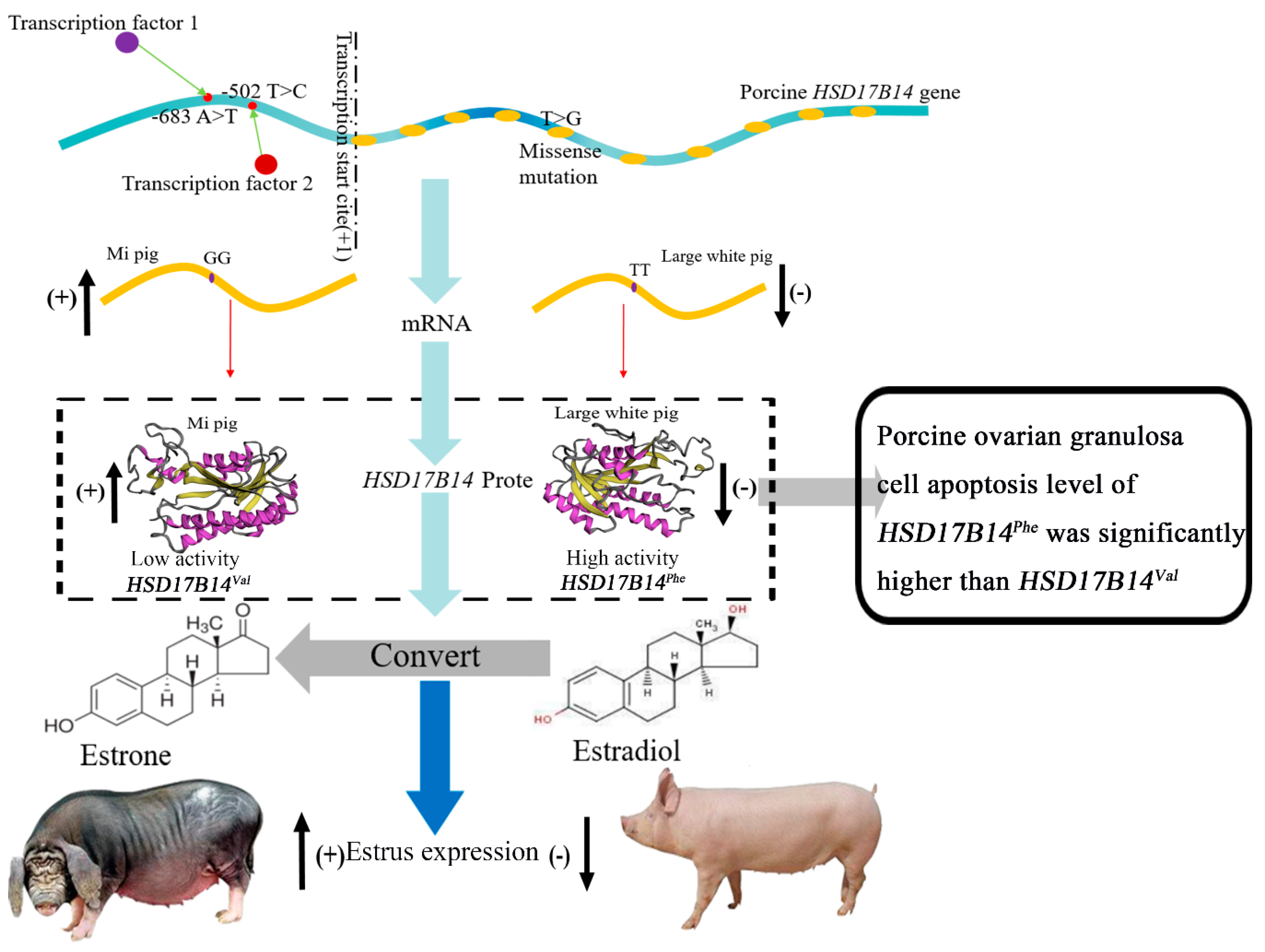 Biomolecules 10 01545 g006 Biomolecules 10 01545 g006