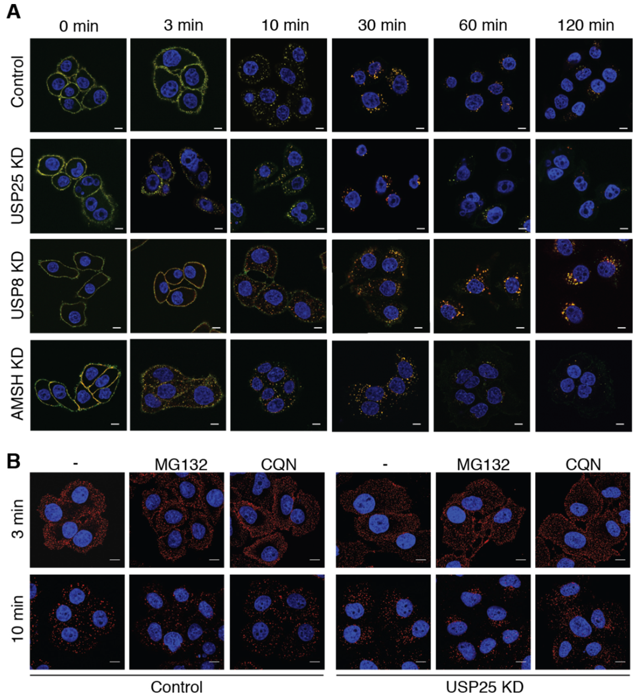 Biomolecules 10 01548 g002