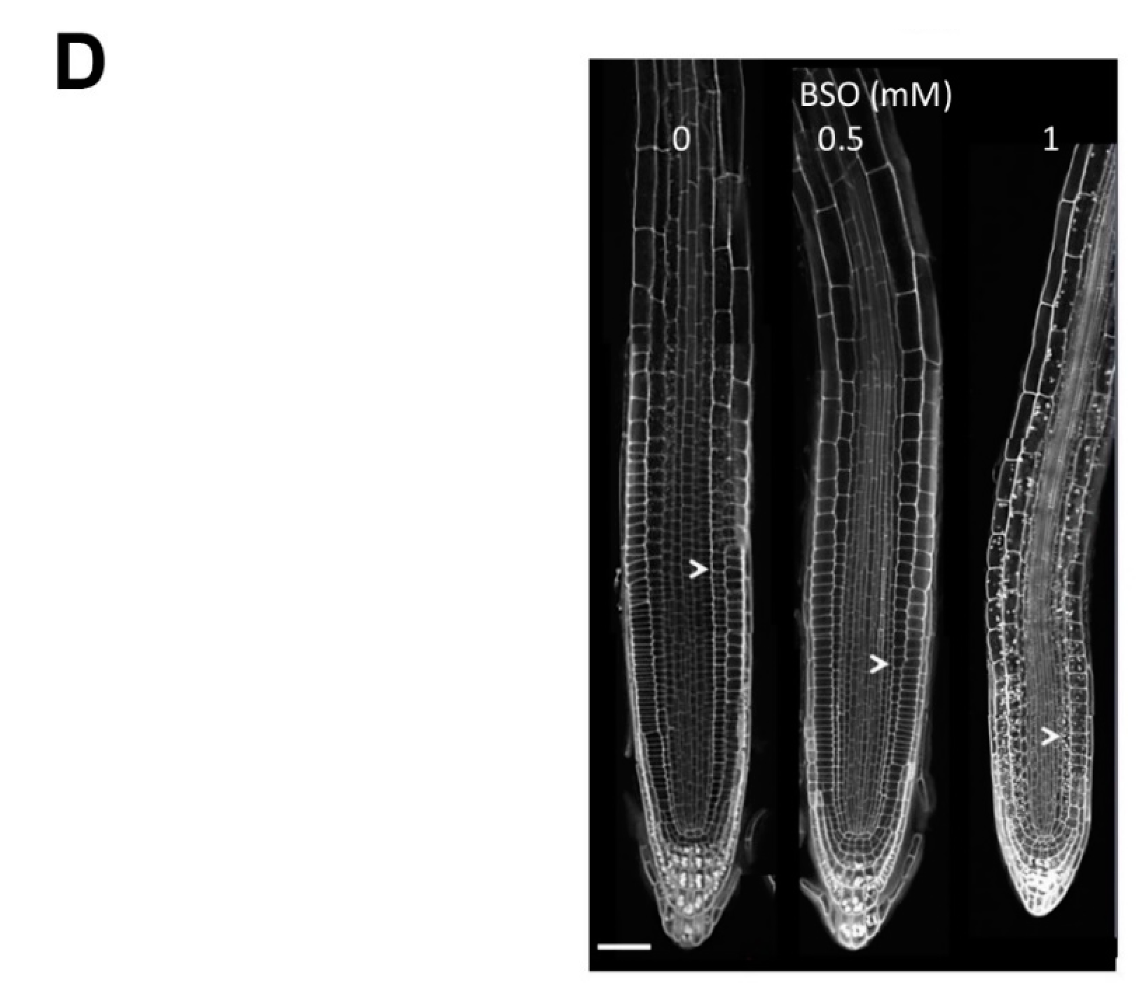 Biomolecules 10 01550 g002b Biomolecules 10 01550 g002b