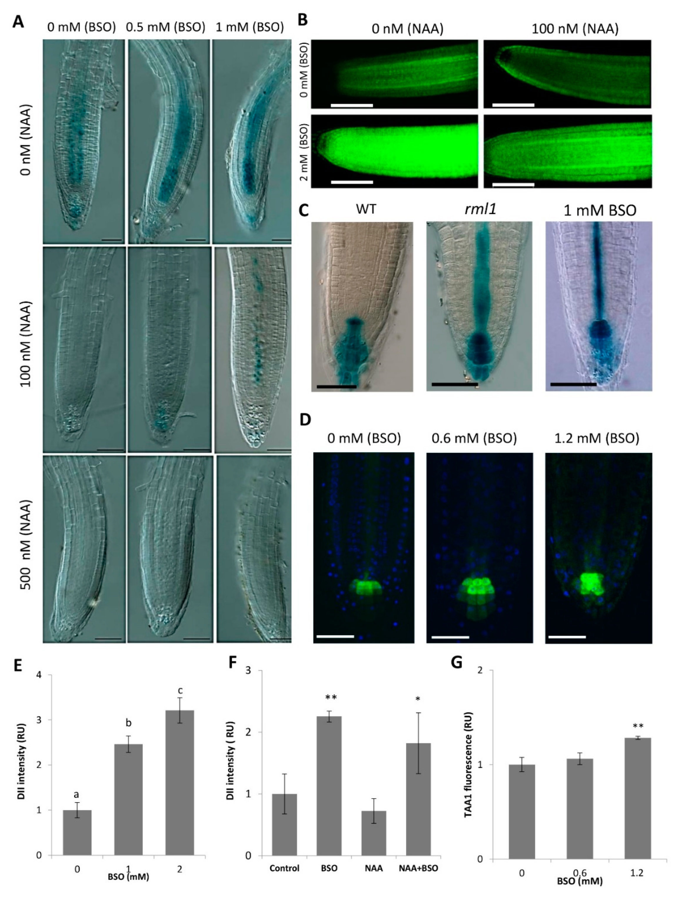 Biomolecules 10 01550 g003 Biomolecules 10 01550 g003
