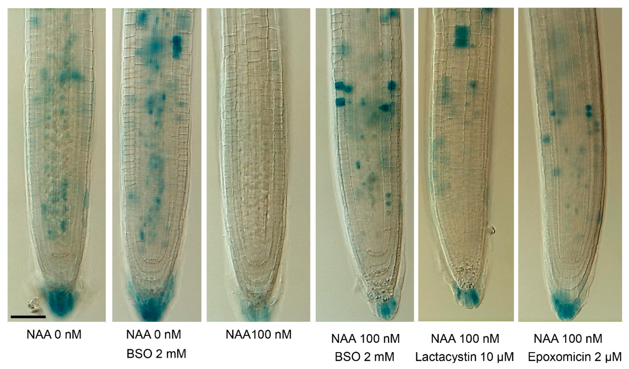 Biomolecules 10 01550 g004 Biomolecules 10 01550 g004