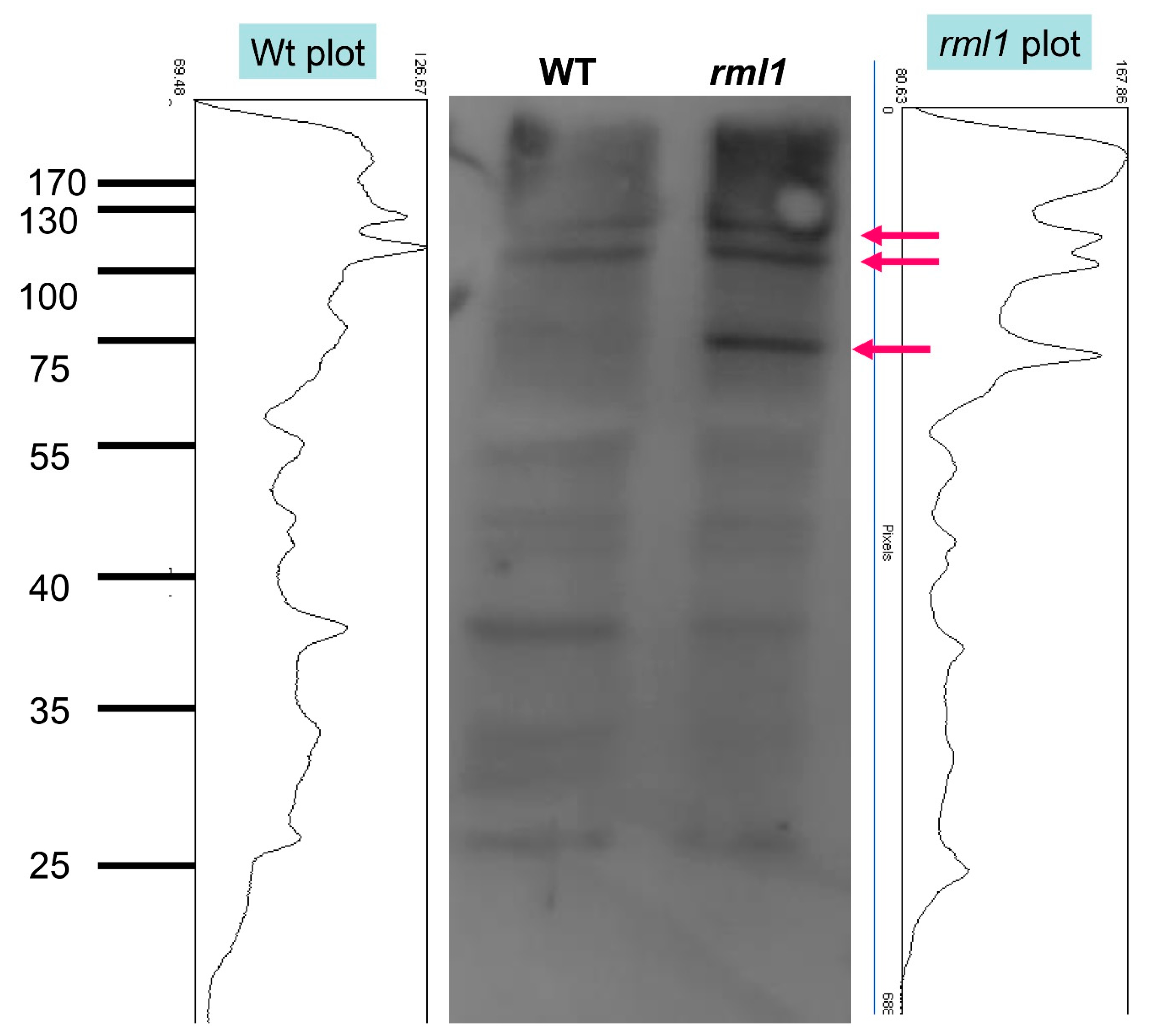Biomolecules 10 01550 g005 Biomolecules 10 01550 g005