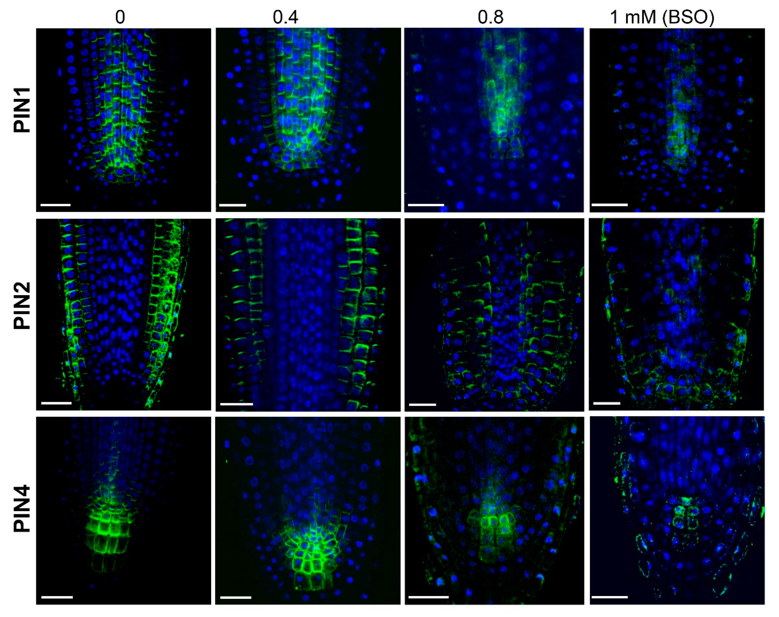 Biomolecules 10 01550 g006 Biomolecules 10 01550 g006