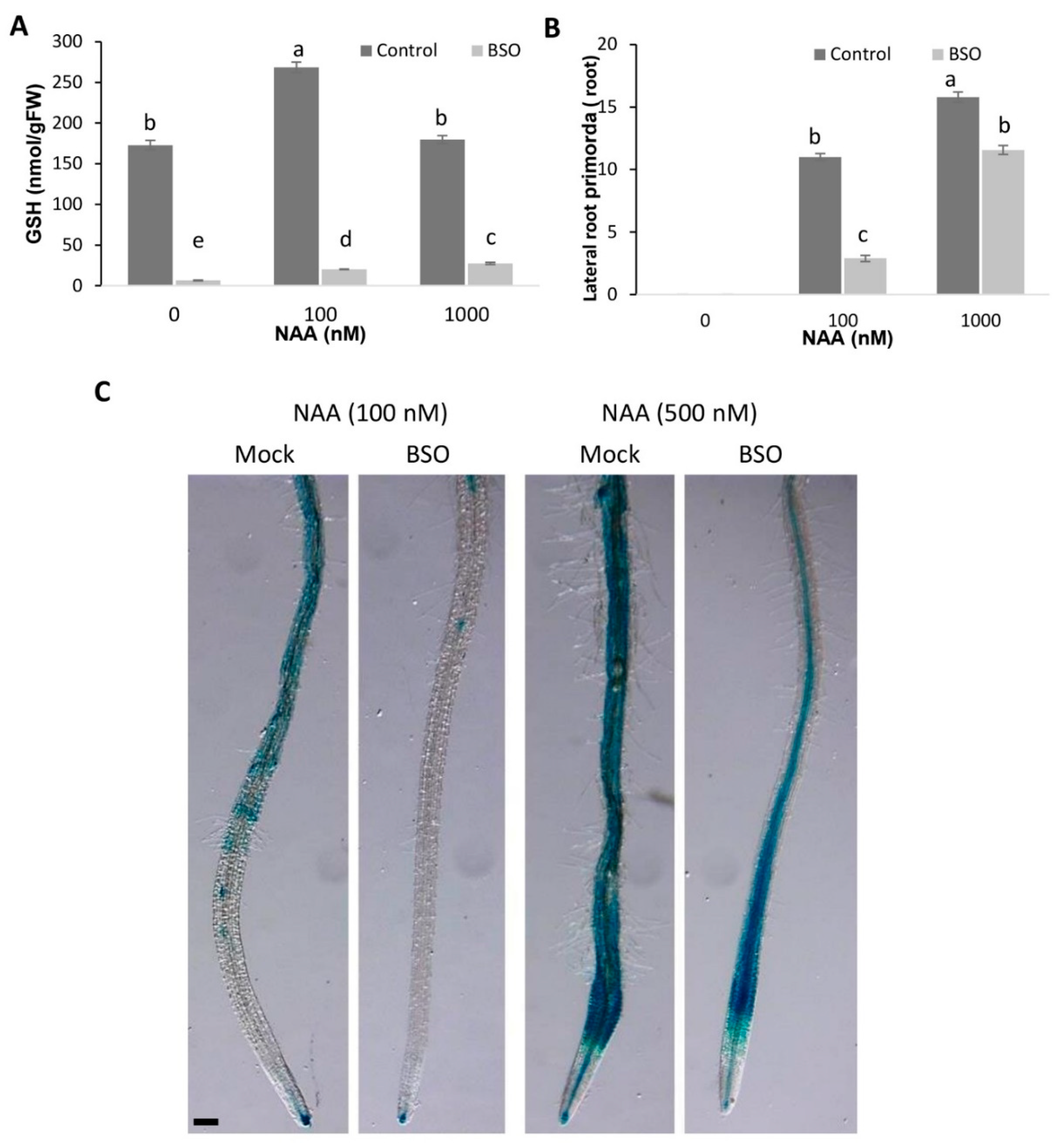 Biomolecules 10 01550 g008 Biomolecules 10 01550 g008