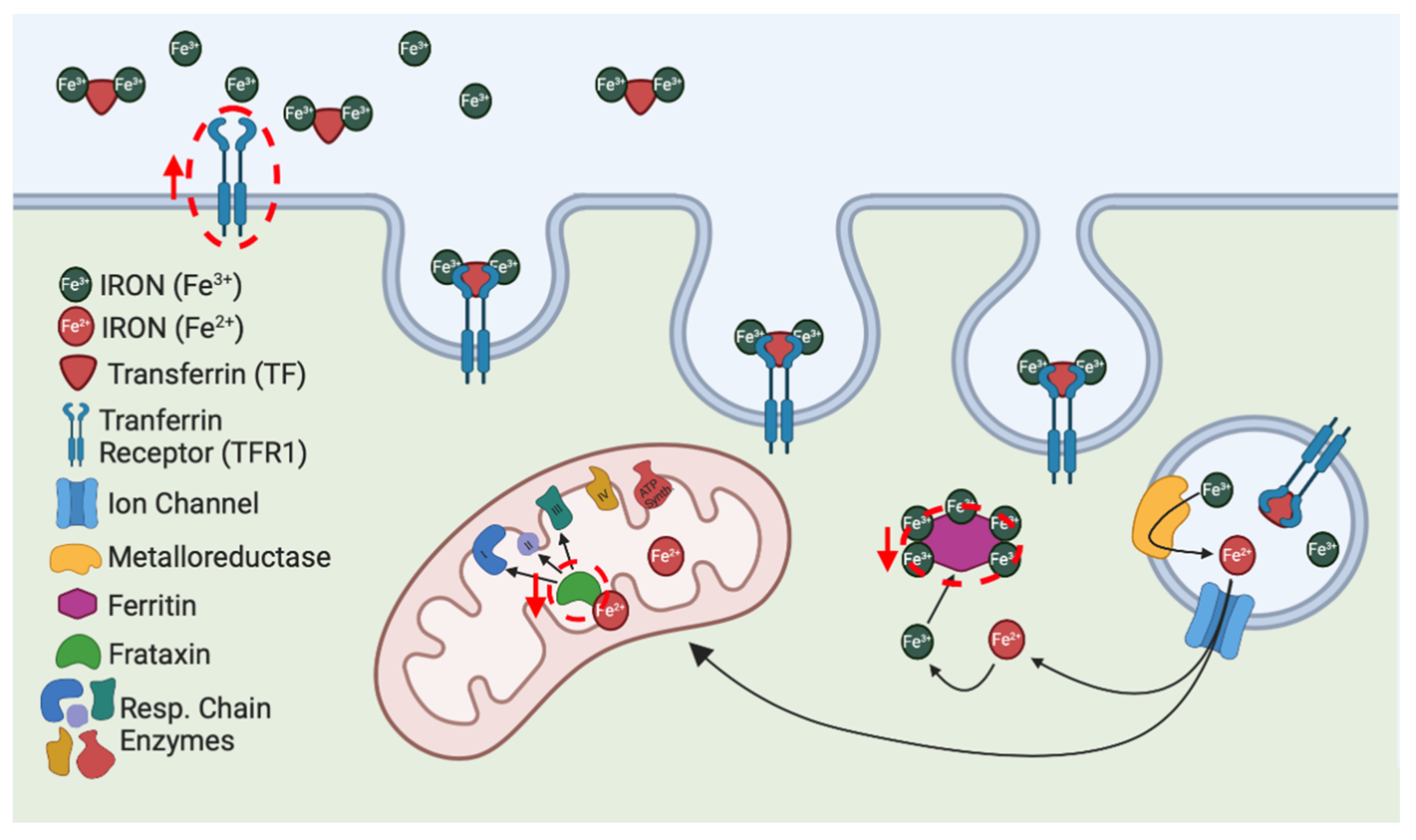 Biomolecules 10 01551 g001