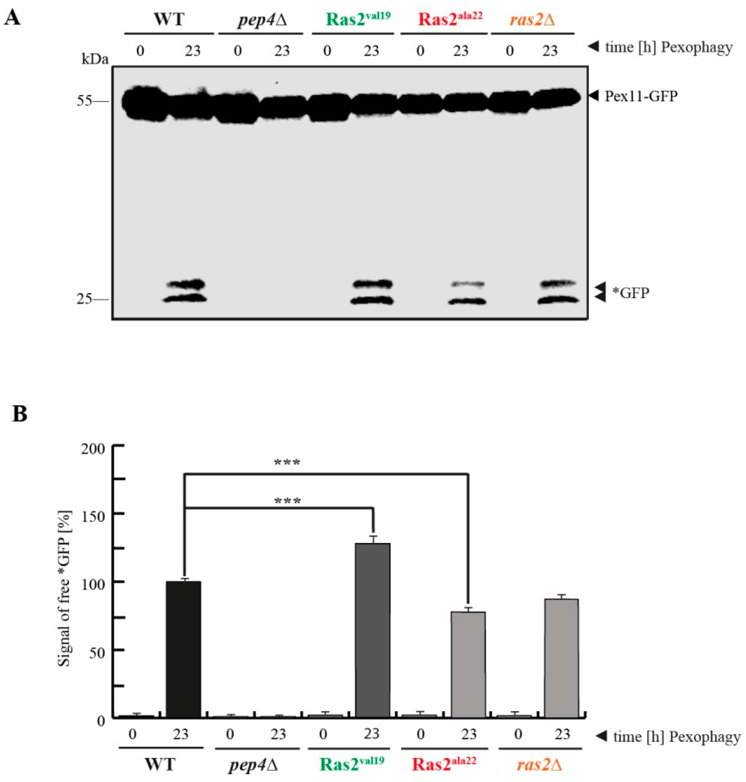 Biomolecules 10 01553 g002 Biomolecules 10 01553 g002