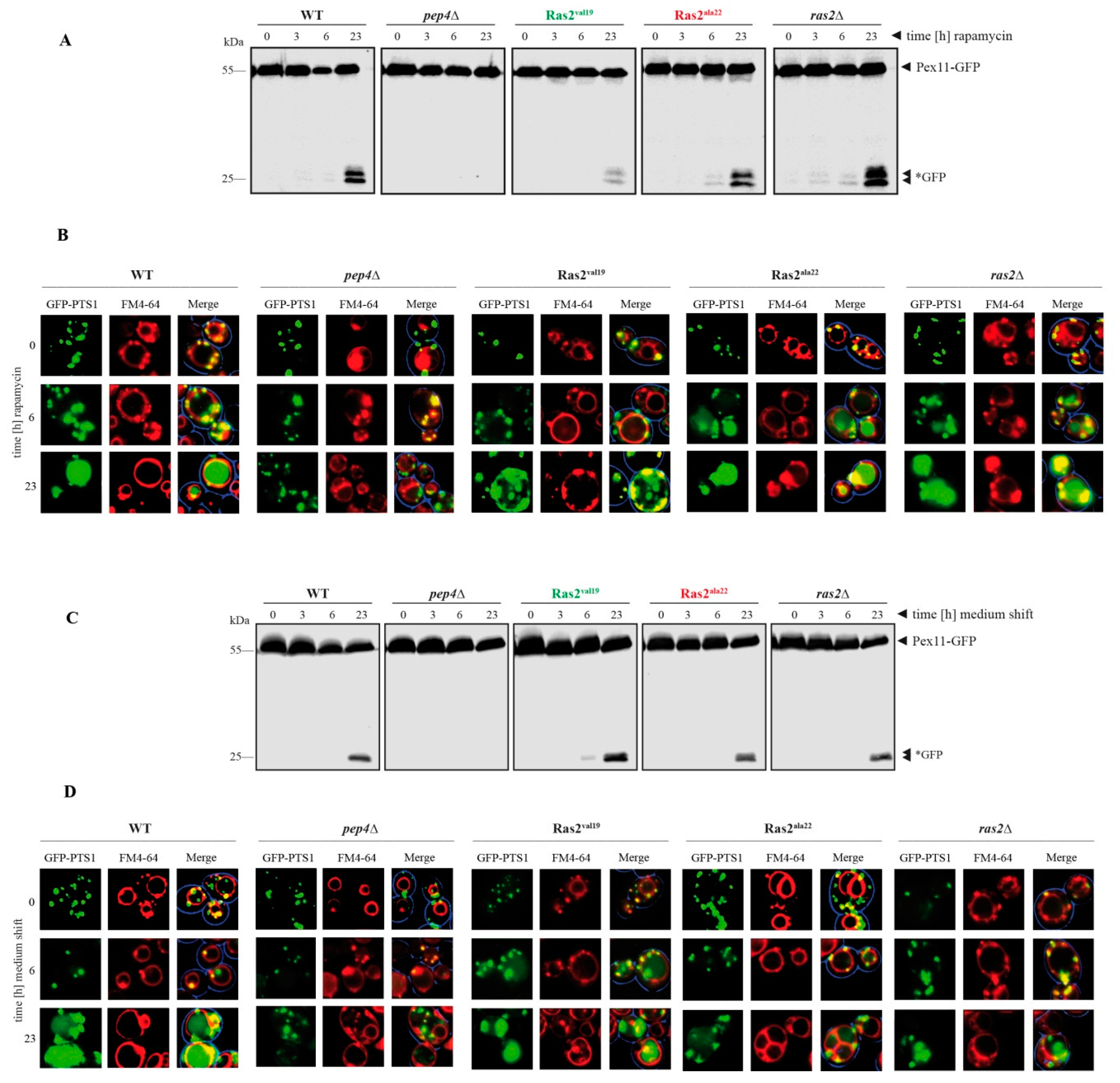 Biomolecules 10 01553 g003 Biomolecules 10 01553 g003