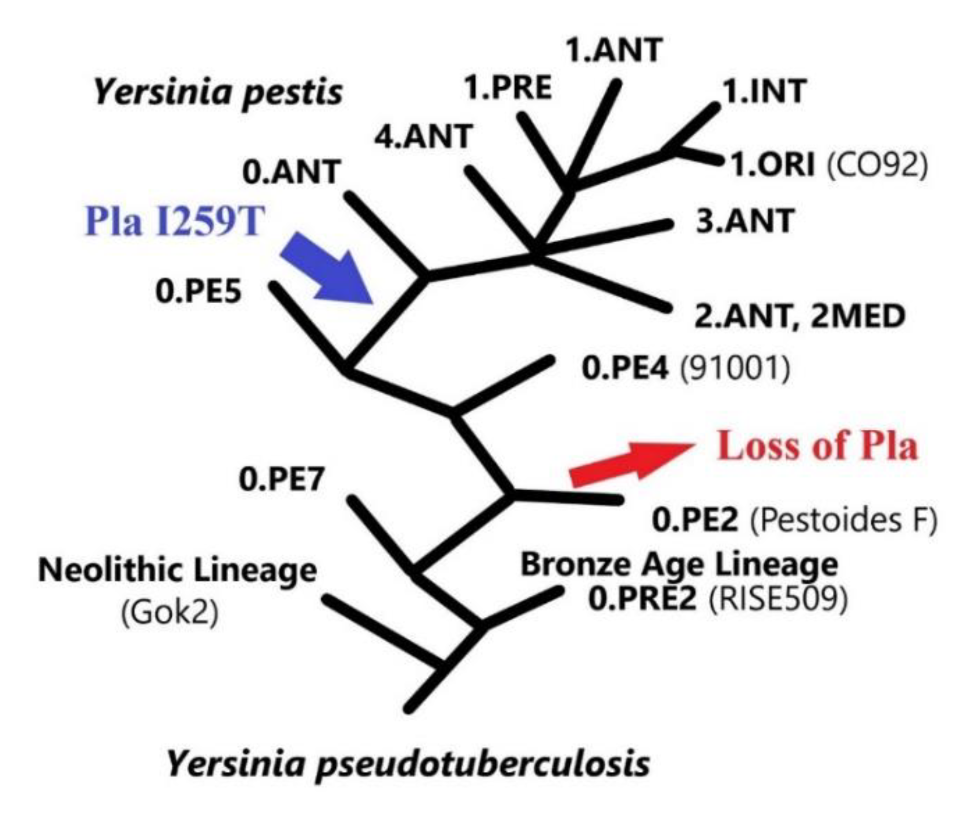 Biomolecules 10 01554 g006
