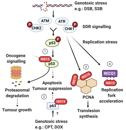 Biomolecules Free Full Text More Than Meets The Isg15 Emerging Roles In The Dna Damage Response And Beyond Html Biomolecules Free Full Text More Than Meets The Isg15 Emerging Roles In The Dna Damage Response And Beyond Html