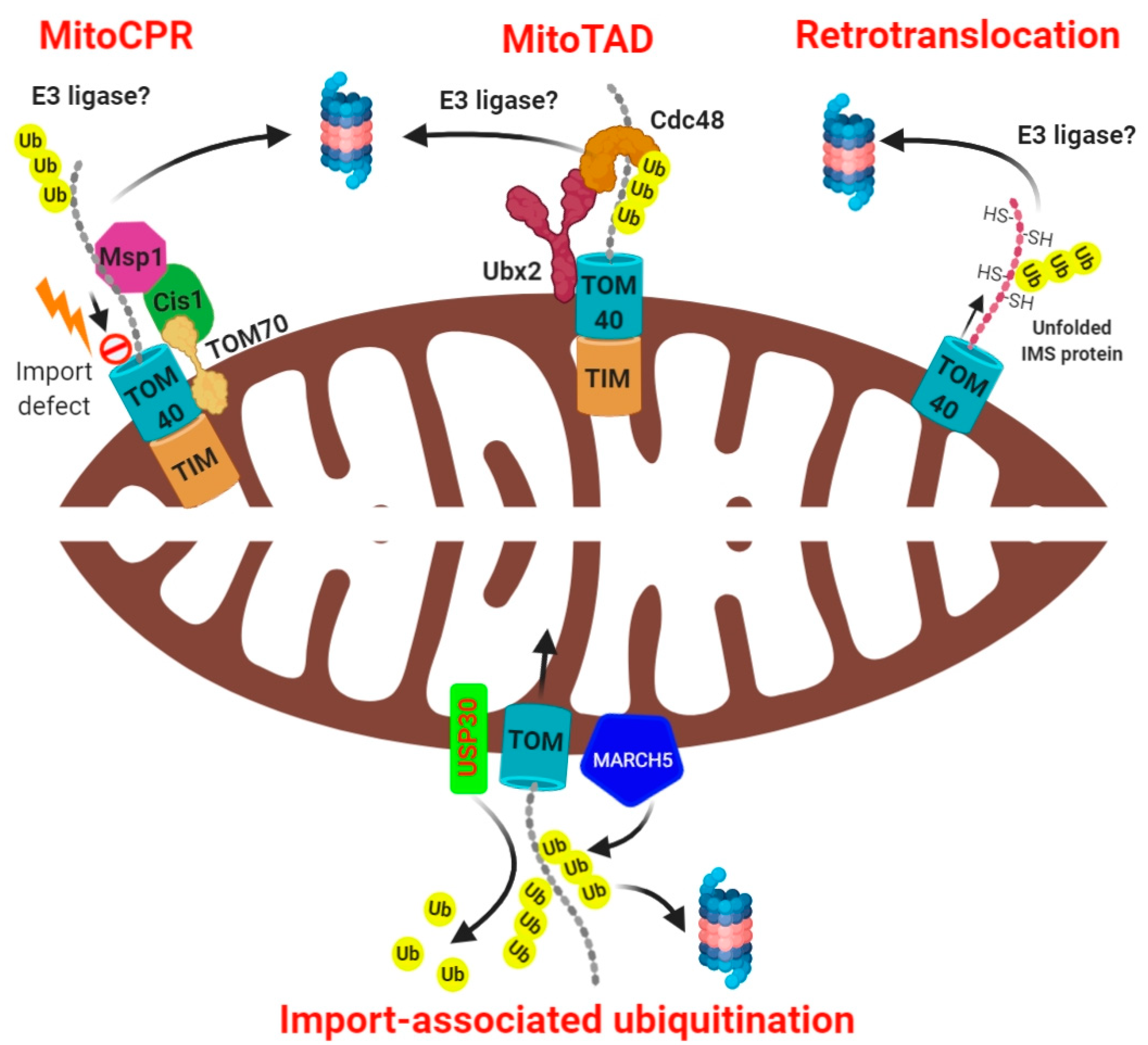 Biomolecules 10 01559 g002 Biomolecules 10 01559 g002