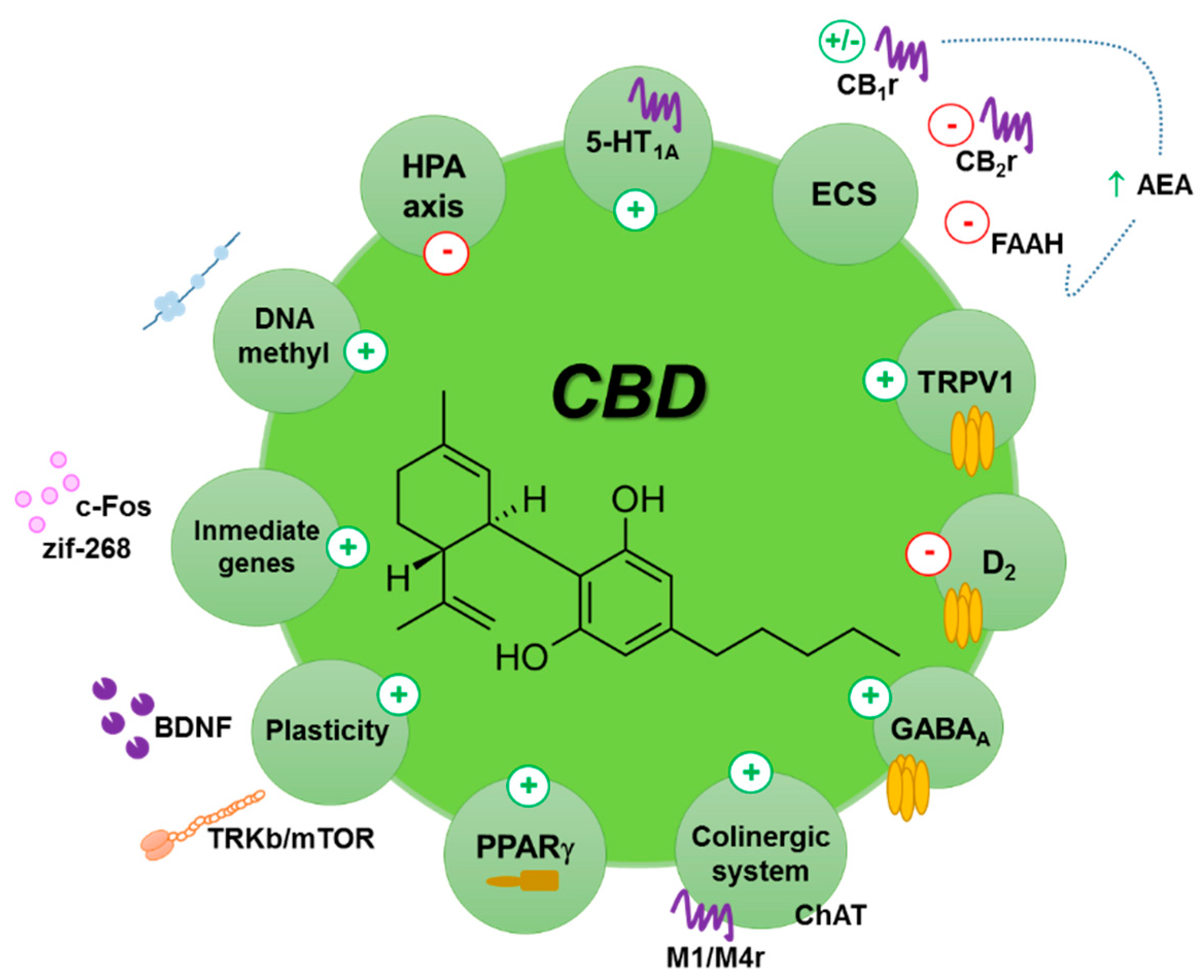 Does CBD Interact With Zoloft? Exploring the Truth