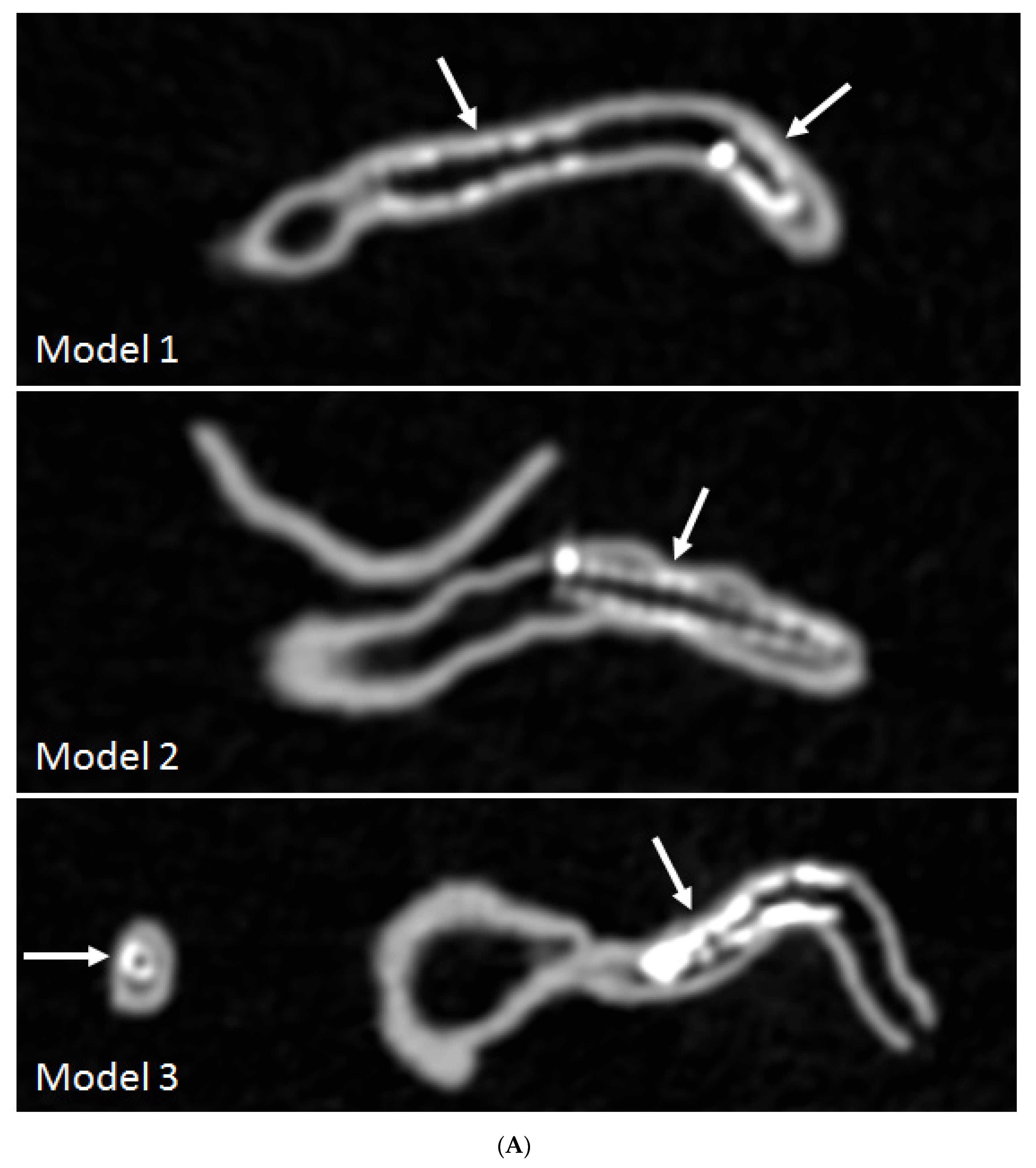 Biomolecules 10 01577 g007a Biomolecules 10 01577 g007a