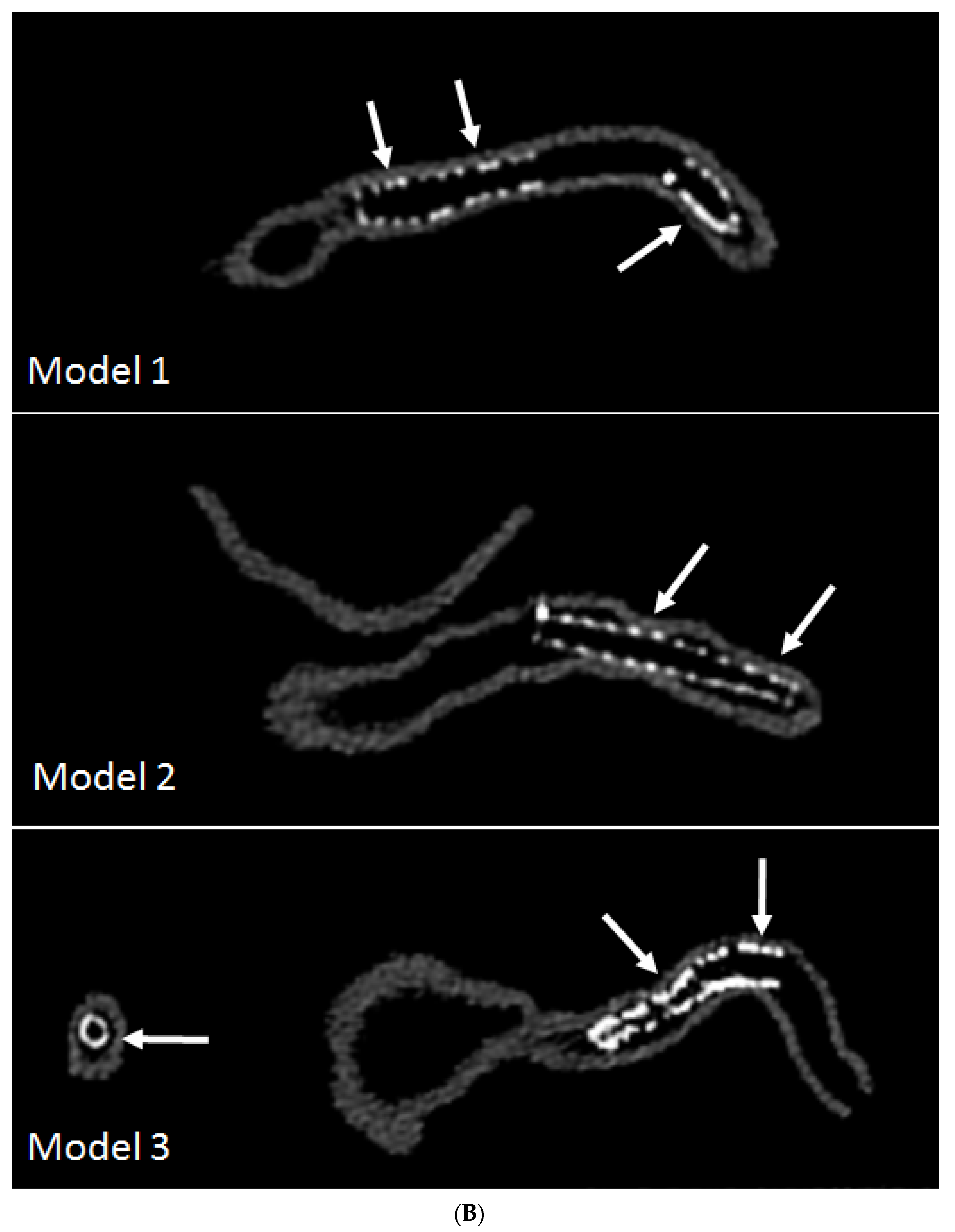 Biomolecules 10 01577 g007b Biomolecules 10 01577 g007b