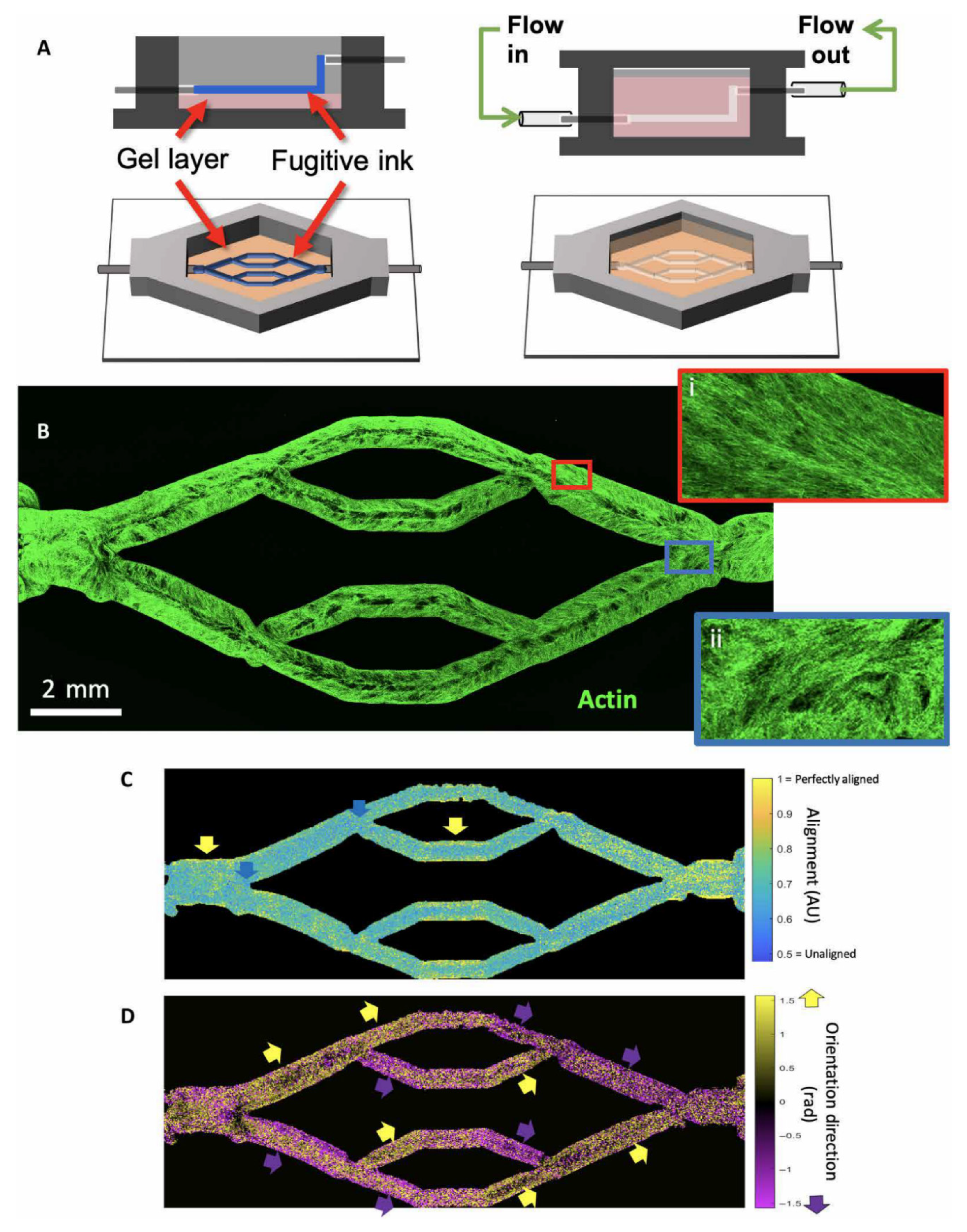 Biomolecules 10 01577 g018 Biomolecules 10 01577 g018
