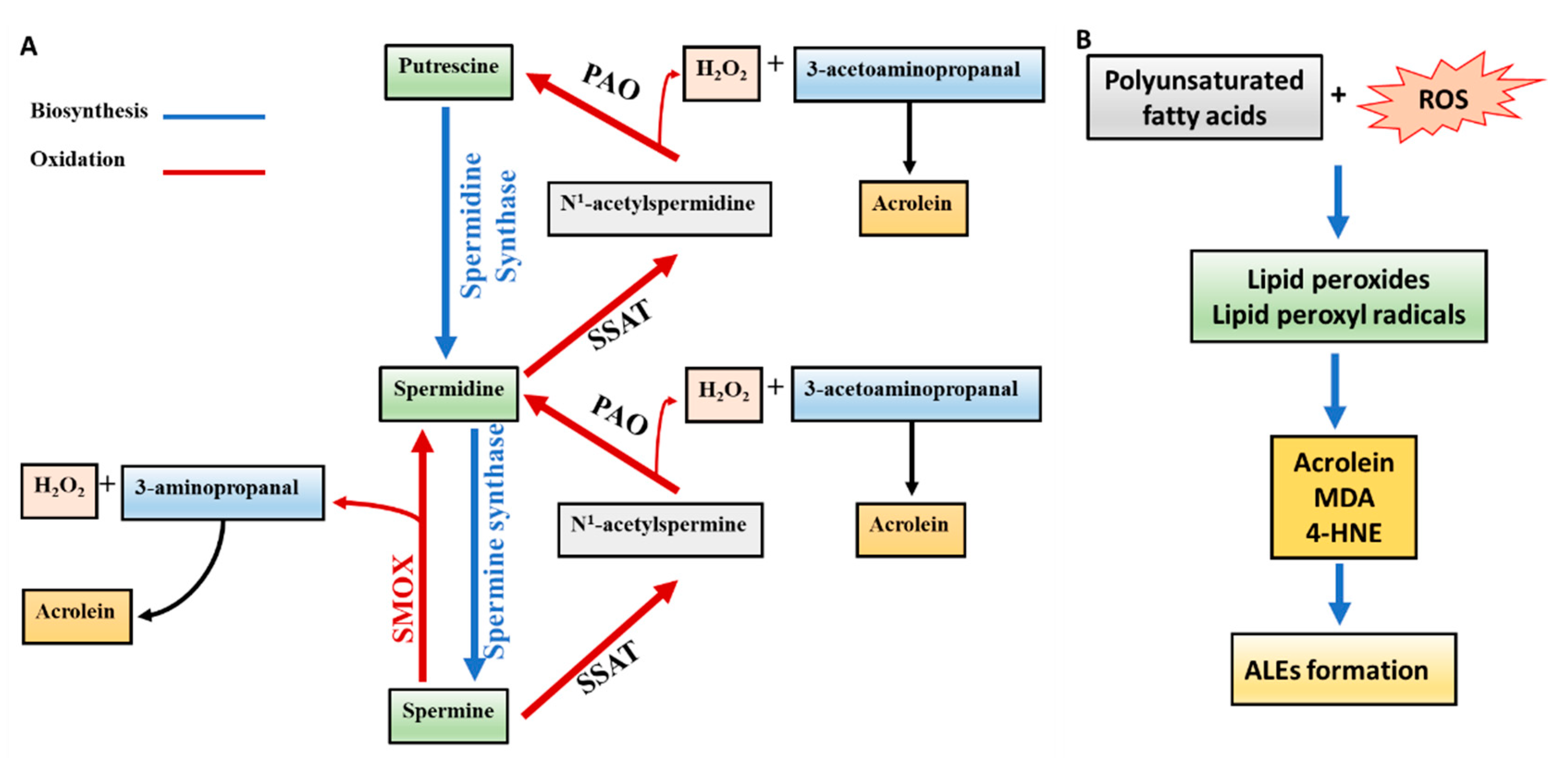 Biomolecules 10 01579 g001 Biomolecules 10 01579 g001