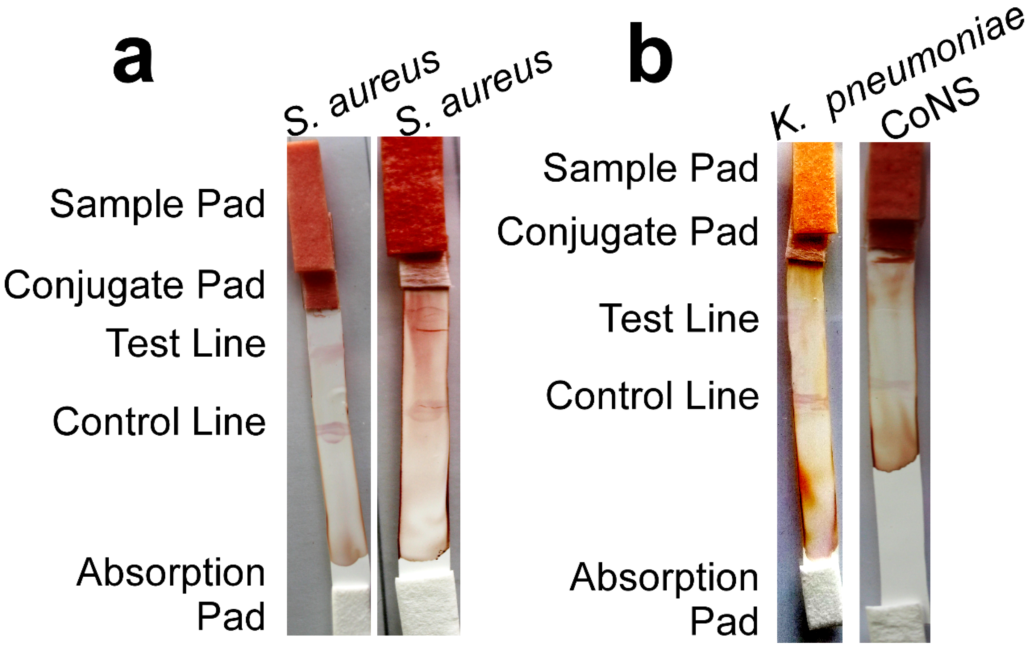 Biomolecules 10 01580 g005 Biomolecules 10 01580 g005