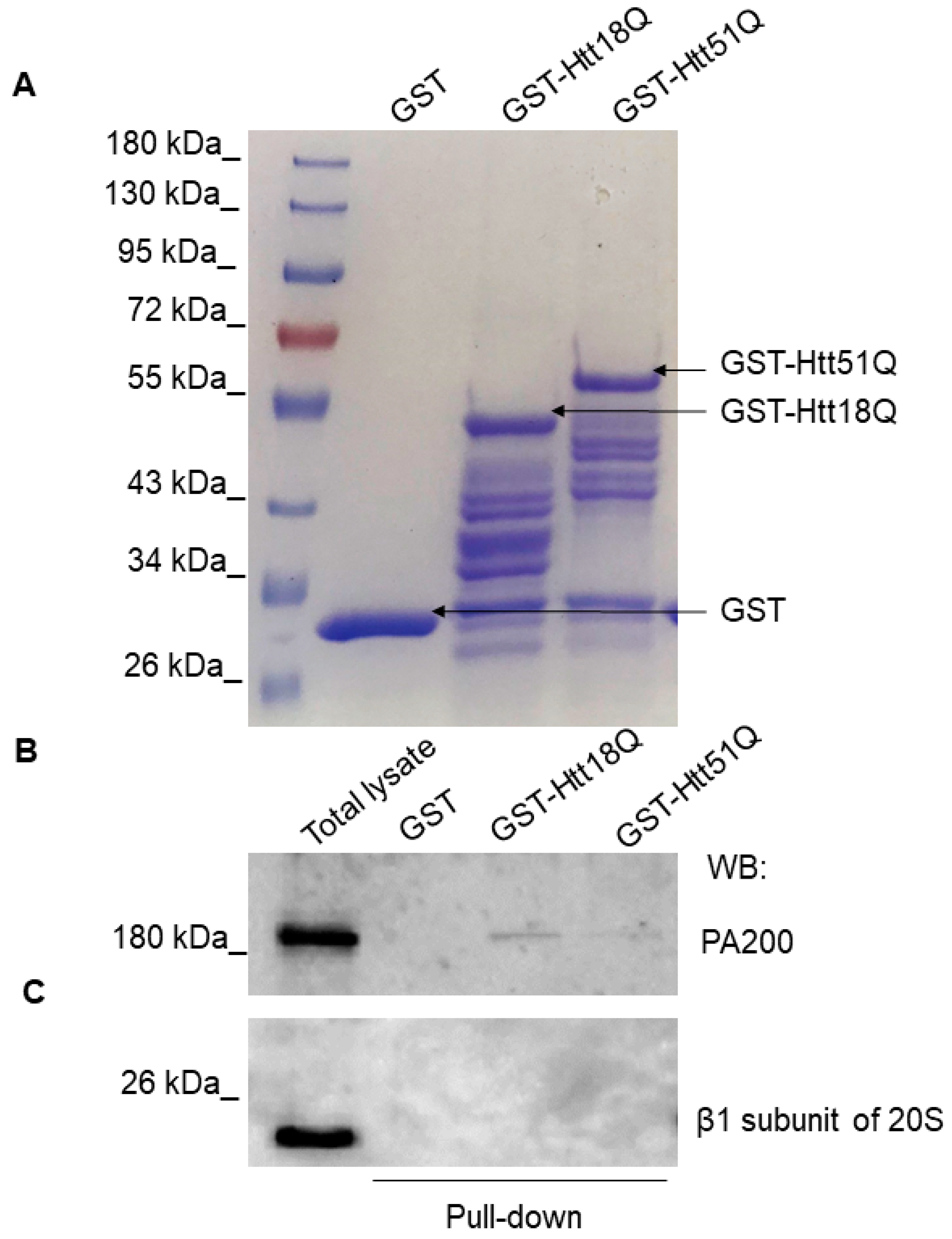 Biomolecules 10 01581 g004