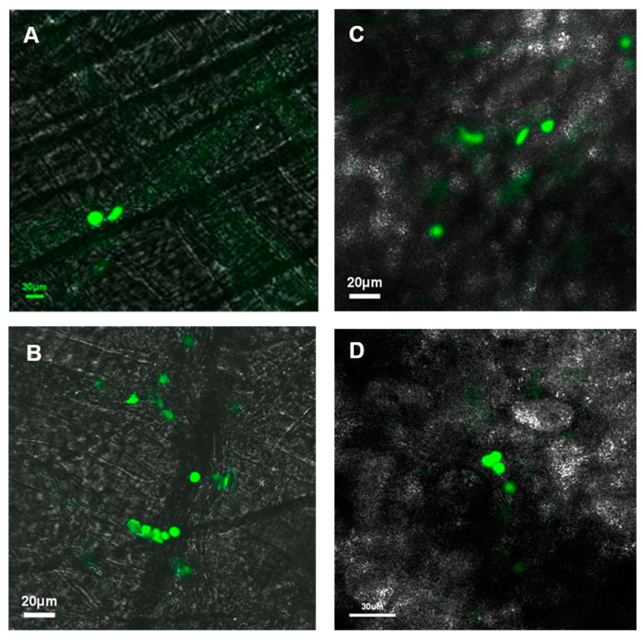 Biomolecules 10 01583 g003a