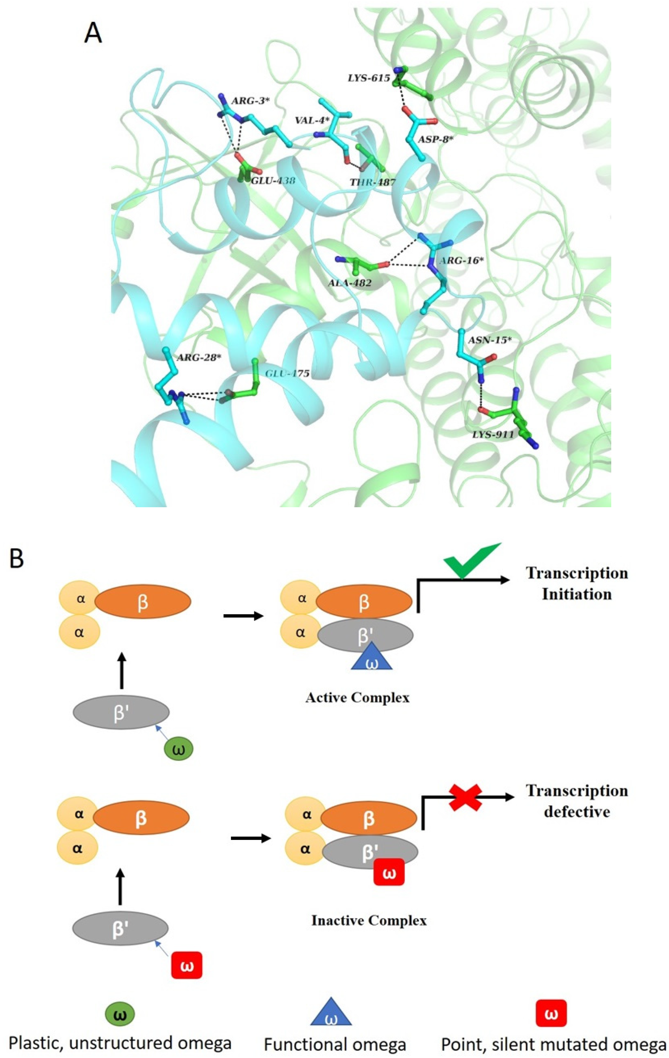 Biomolecules Free Full Text Validation Of Omega Subunit Of Rna Polymerase As A Functional Entity Html