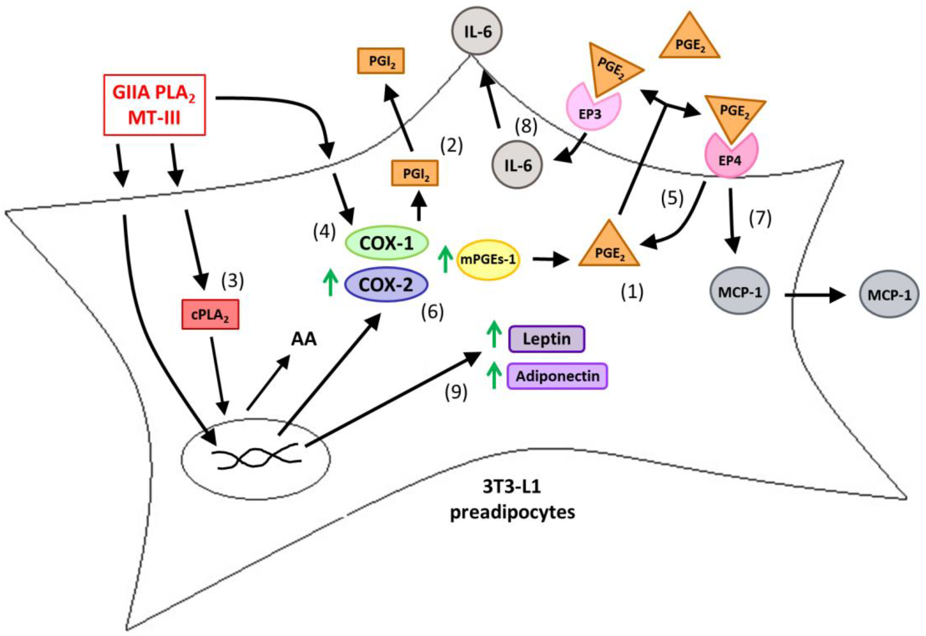 Biomolecules 10 01593 sch001 Biomolecules 10 01593 sch001