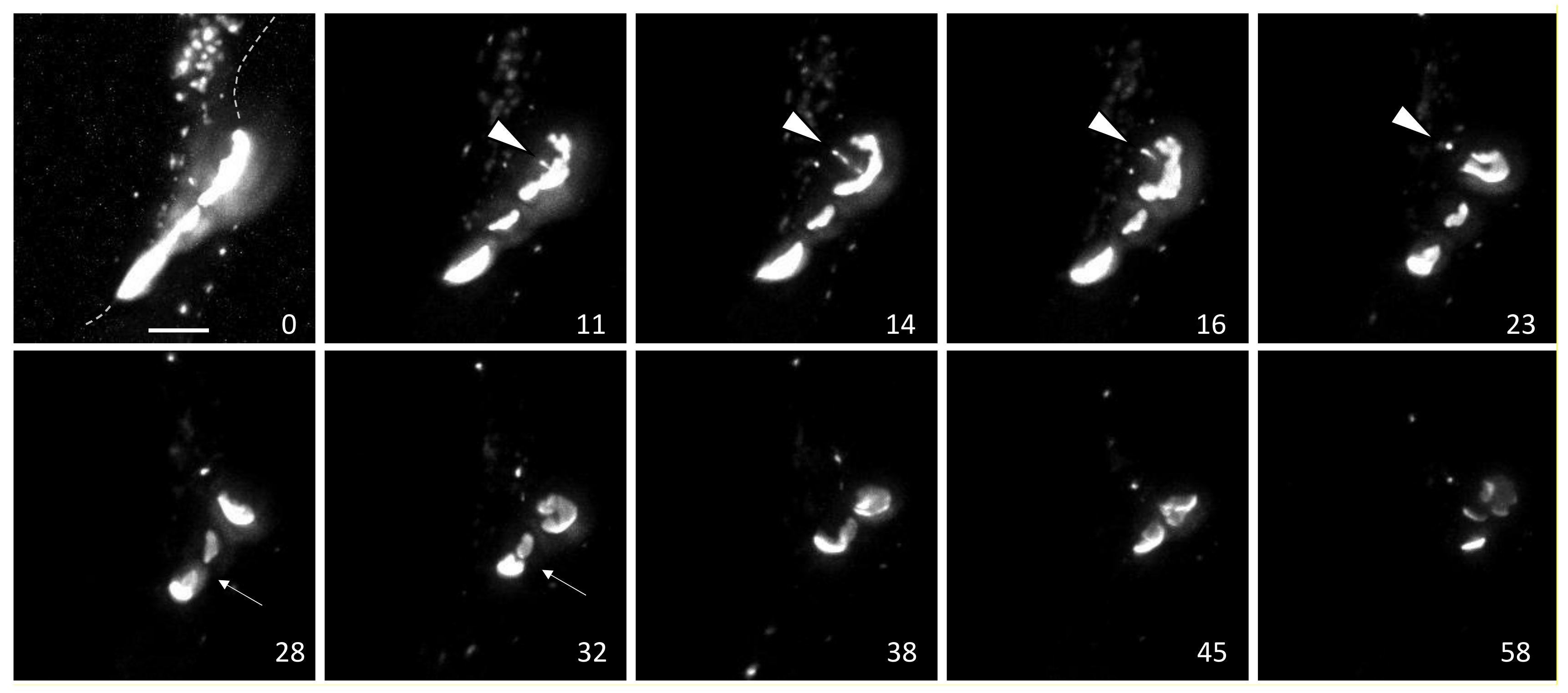 Biomolecules 10 01596 g001