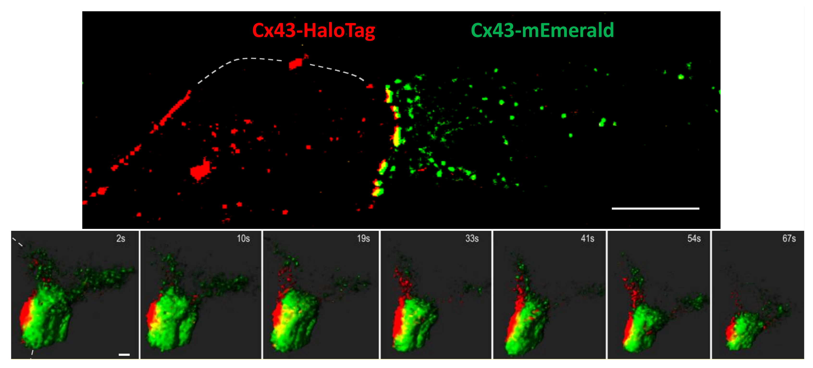 Biomolecules 10 01596 g003