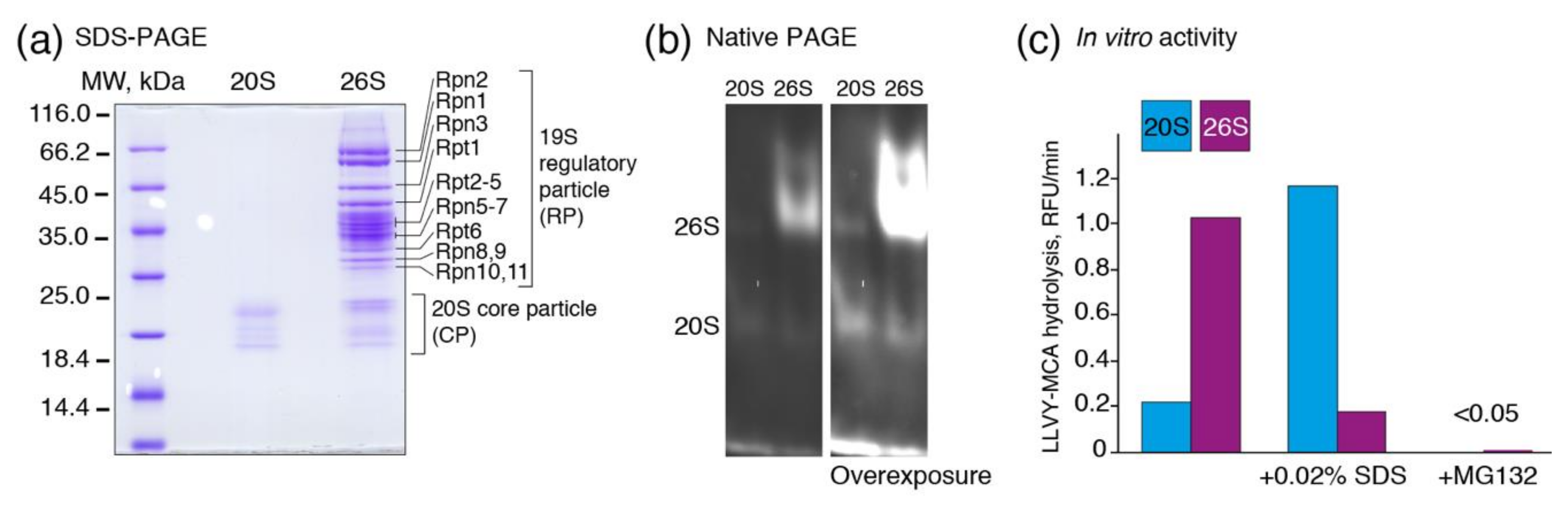 Biomolecules 10 01597 g001 Biomolecules 10 01597 g001