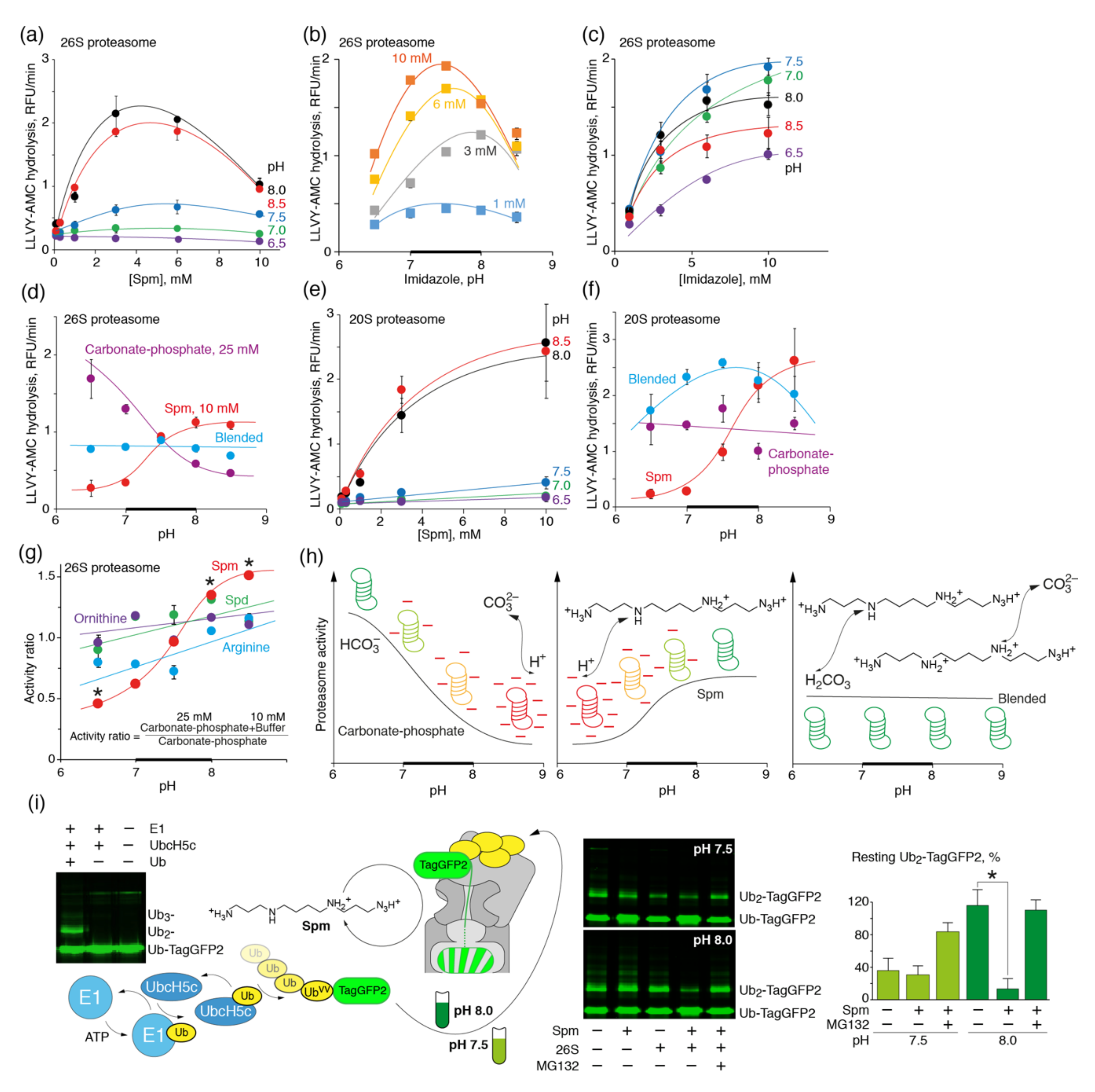 Biomolecules 10 01597 g004 Biomolecules 10 01597 g004