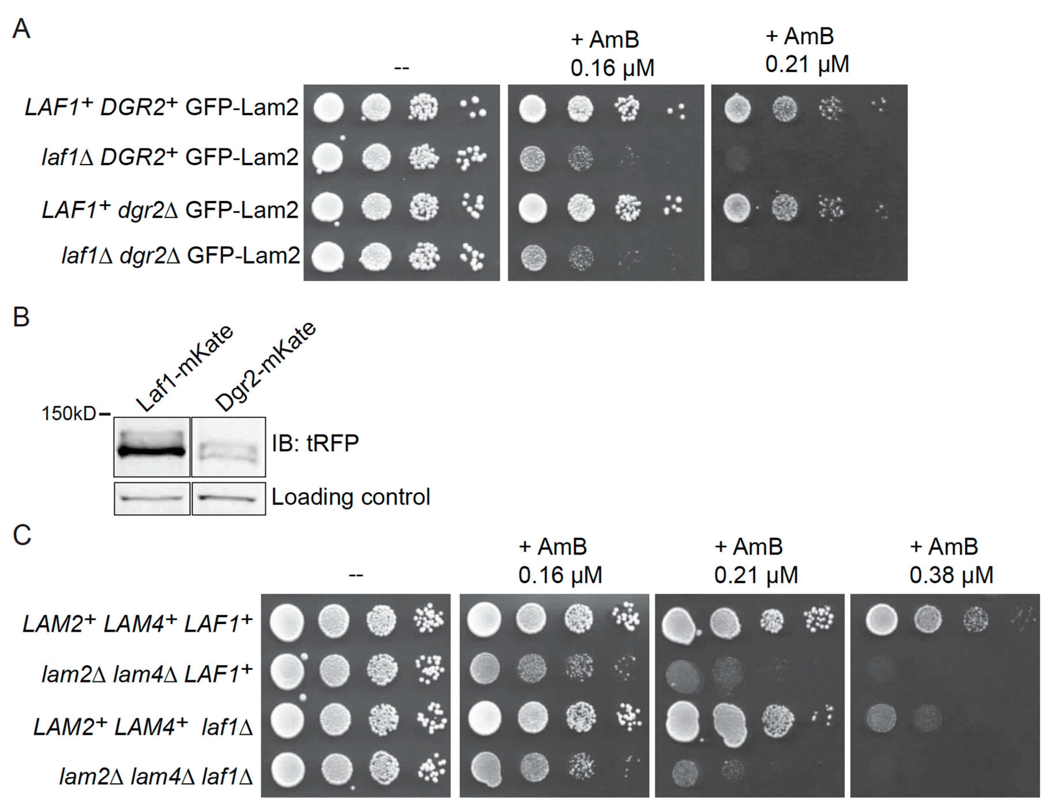 Biomolecules 10 01598 g002 Biomolecules 10 01598 g002