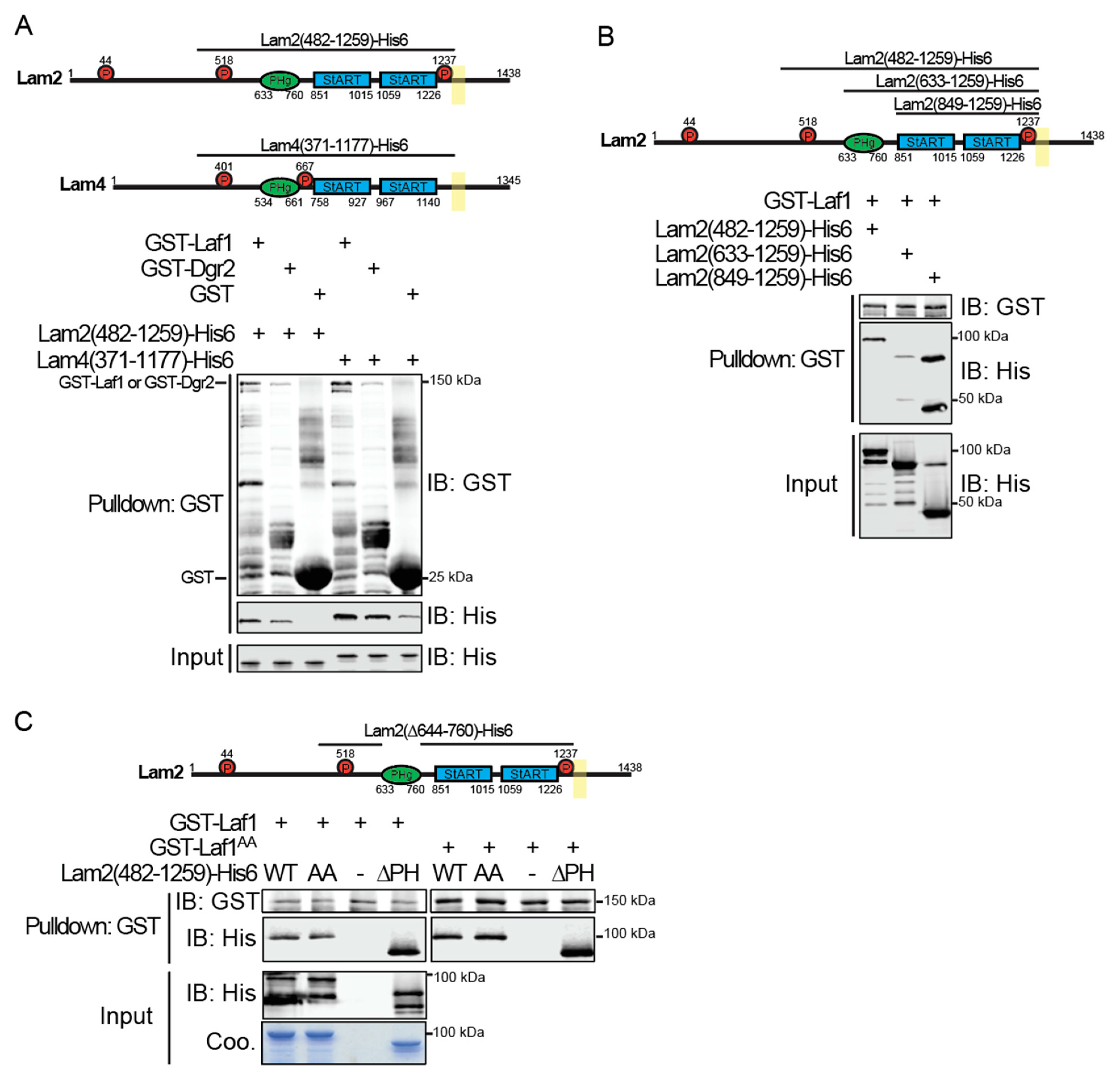 Biomolecules 10 01598 g003 Biomolecules 10 01598 g003