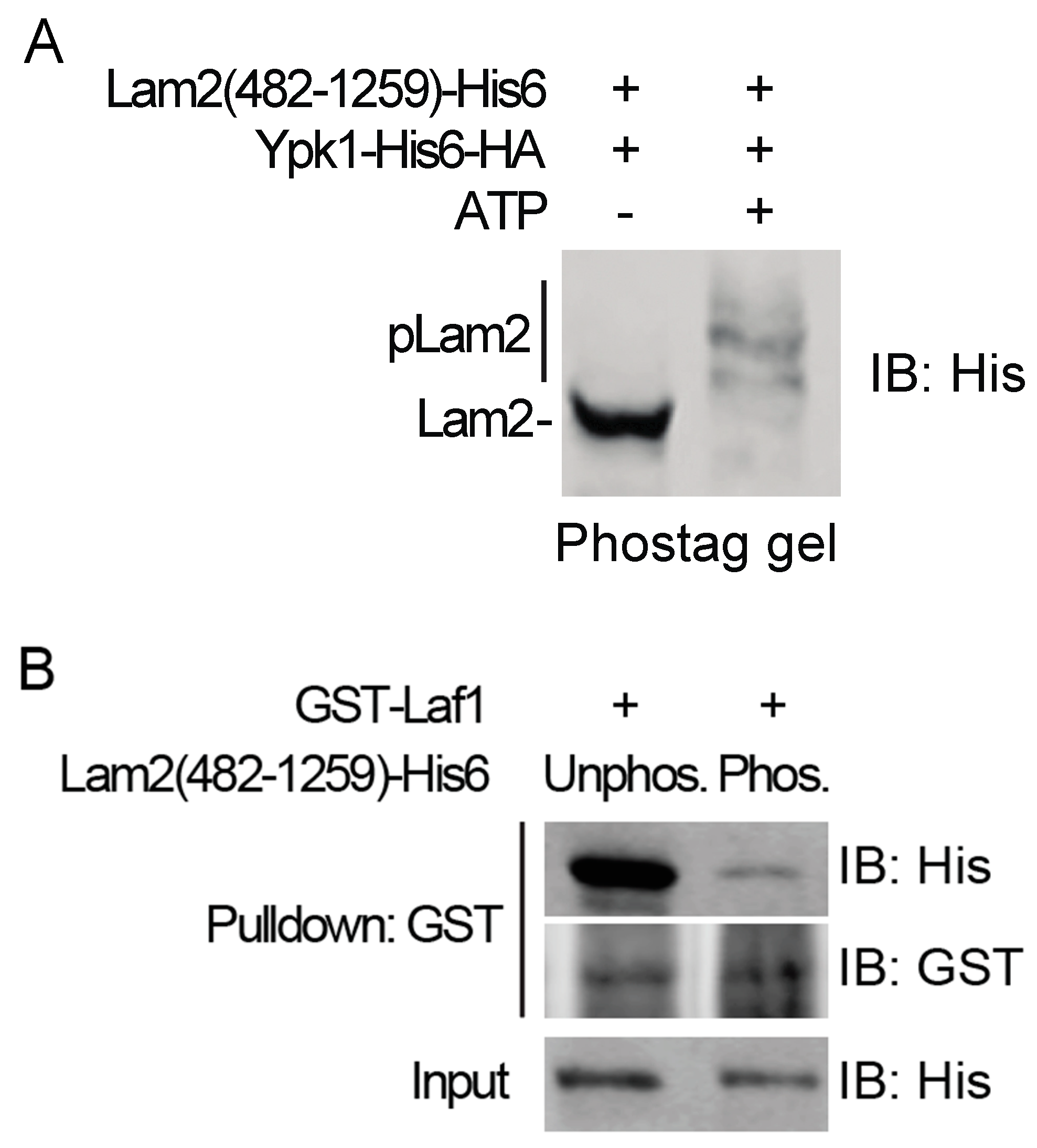 Biomolecules 10 01598 g005 Biomolecules 10 01598 g005