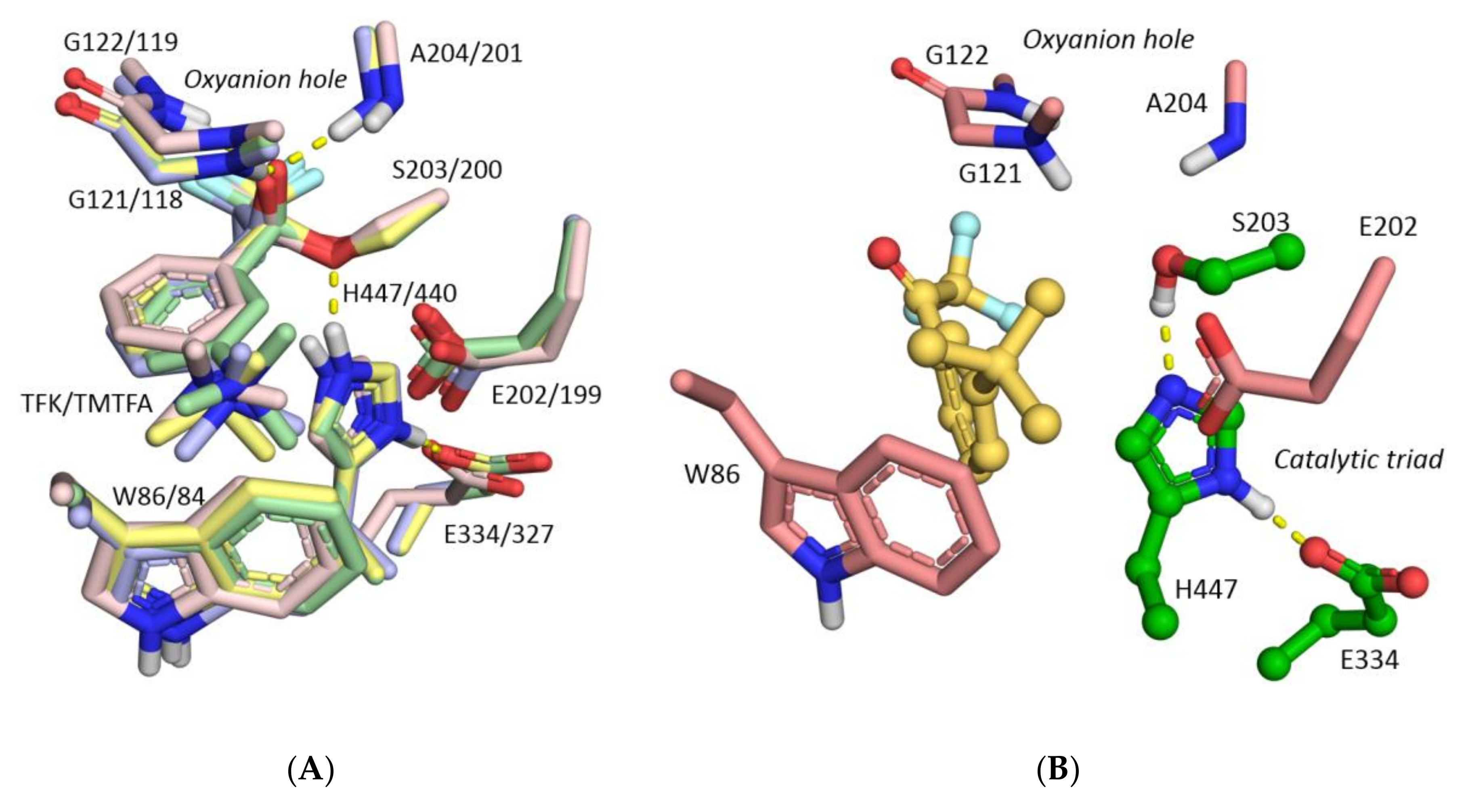 Biomolecules 10 01608 g008 Biomolecules 10 01608 g008