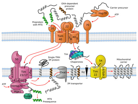 Biomolecules 10 01611 g001 550