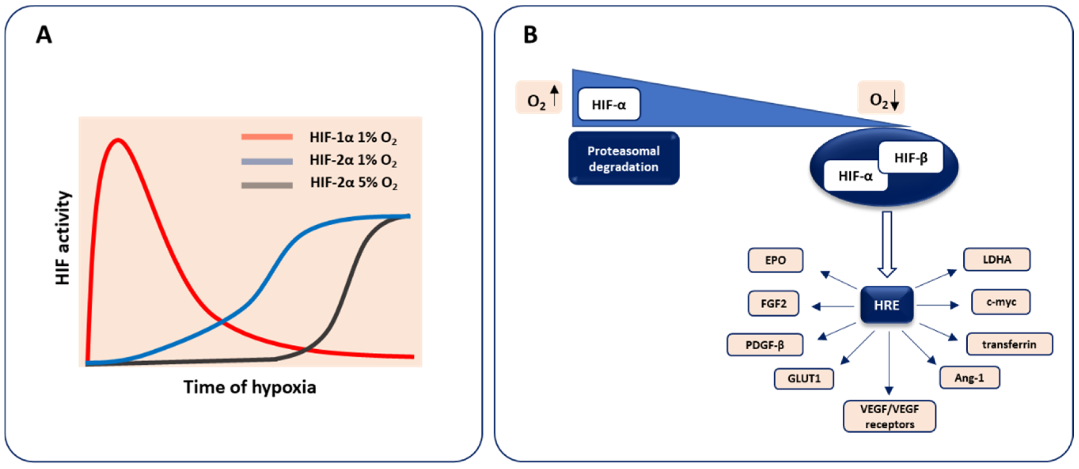 Hypoxia as a Driving Force of ... Biology Diagrams