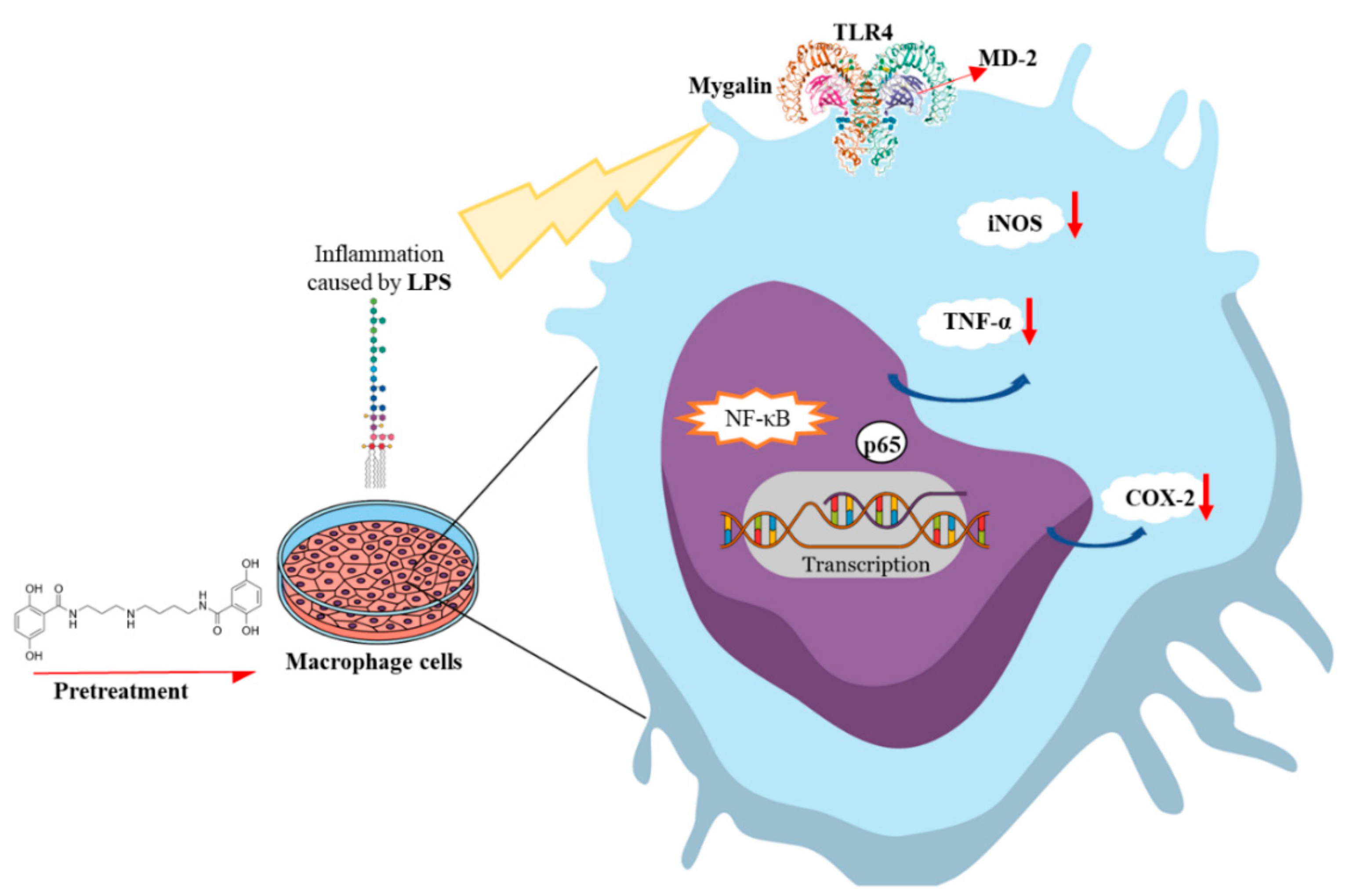 Biomolecules 10 01624 g011