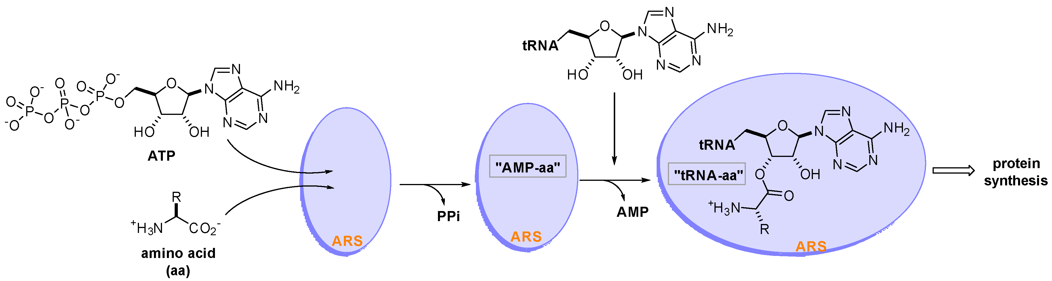 https://www.mdpi.com/biomolecules/biomolecules-10-01625/article_deploy/html/images/biomolecules-10-01625-g001.png