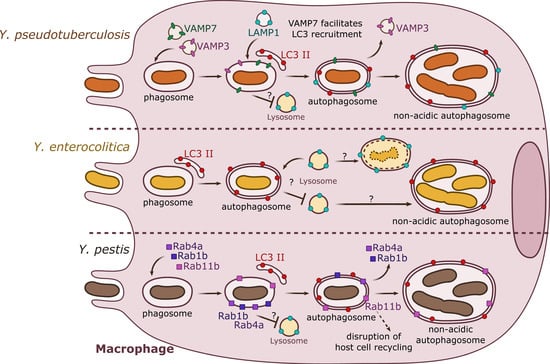 Biomolecules Free Full Text Autophagy And Intracellular Membrane