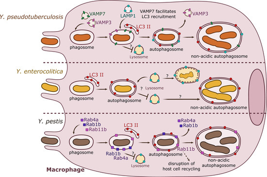 Biomolecules 10 01637 g001 550