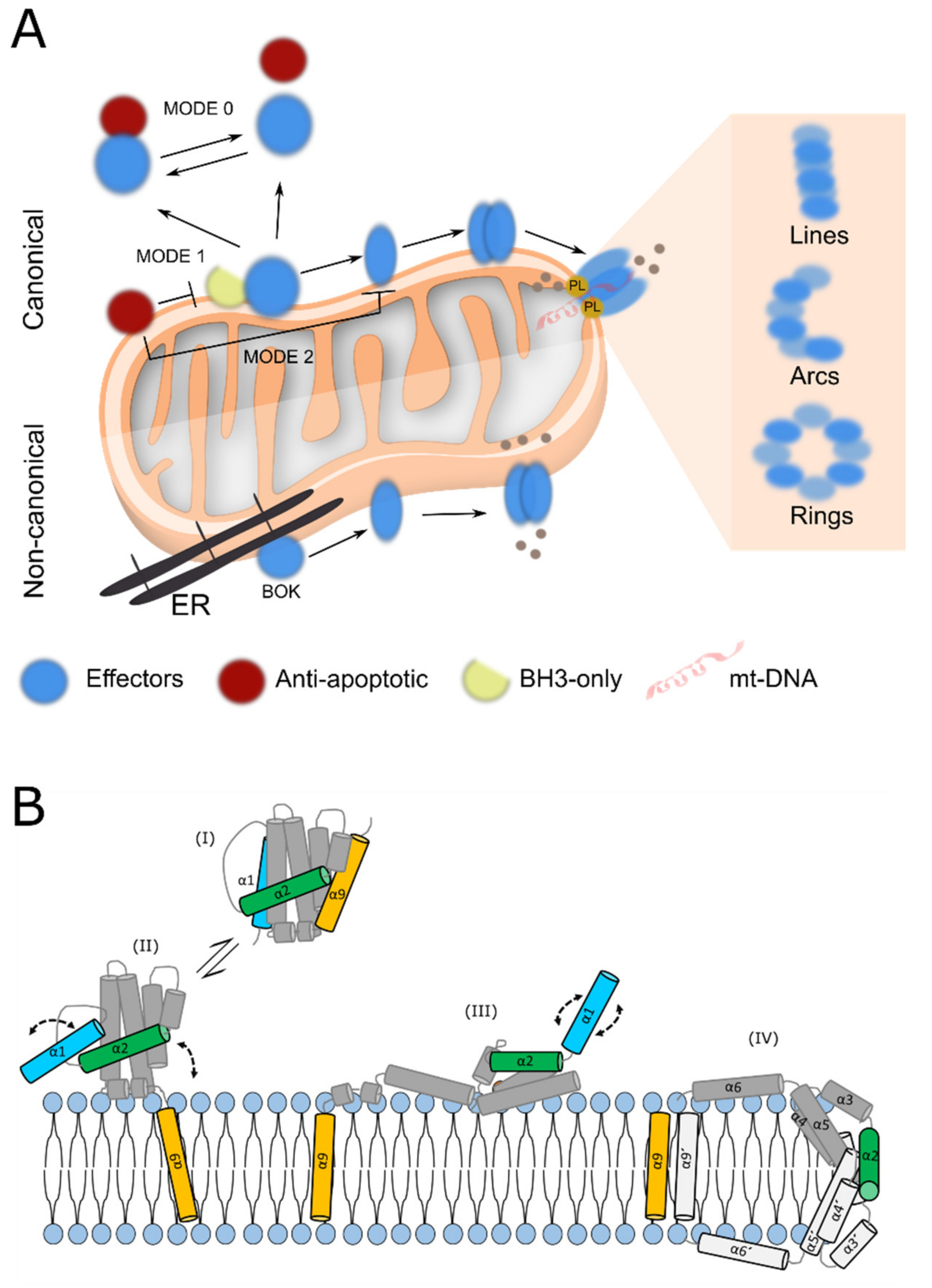 Biomolecules 10 01638 g001 Biomolecules 10 01638 g001