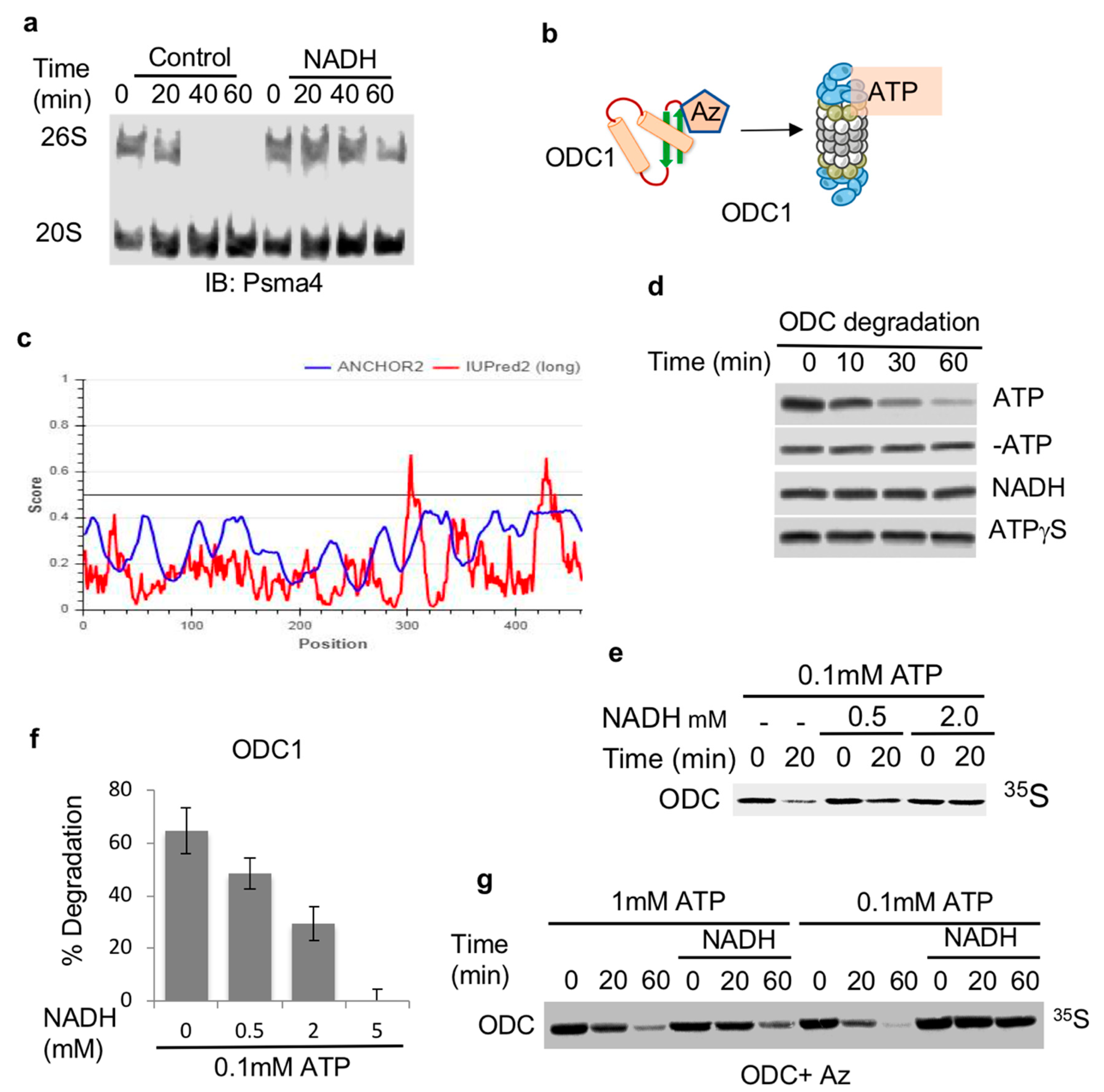 Biomolecules 10 01642 g001 Biomolecules 10 01642 g001