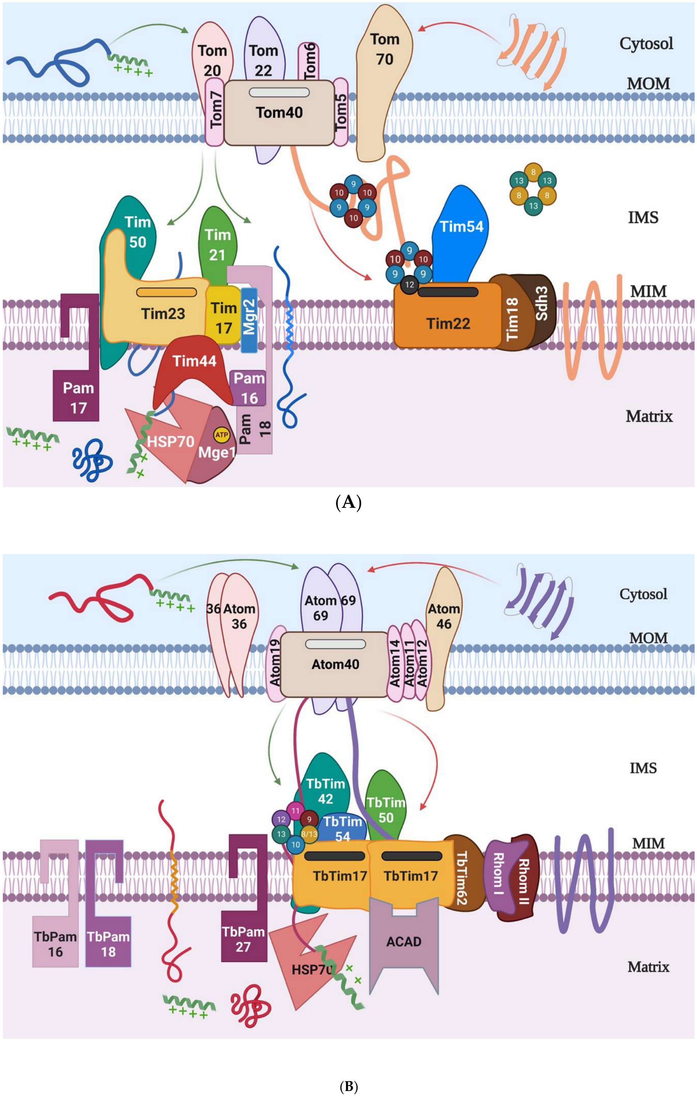 Biomolecules 10 01643 g001 Biomolecules 10 01643 g001