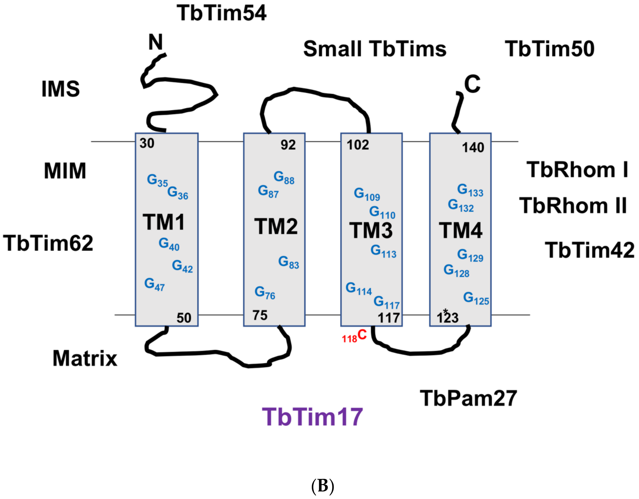Biomolecules 10 01643 g002b Biomolecules 10 01643 g002b